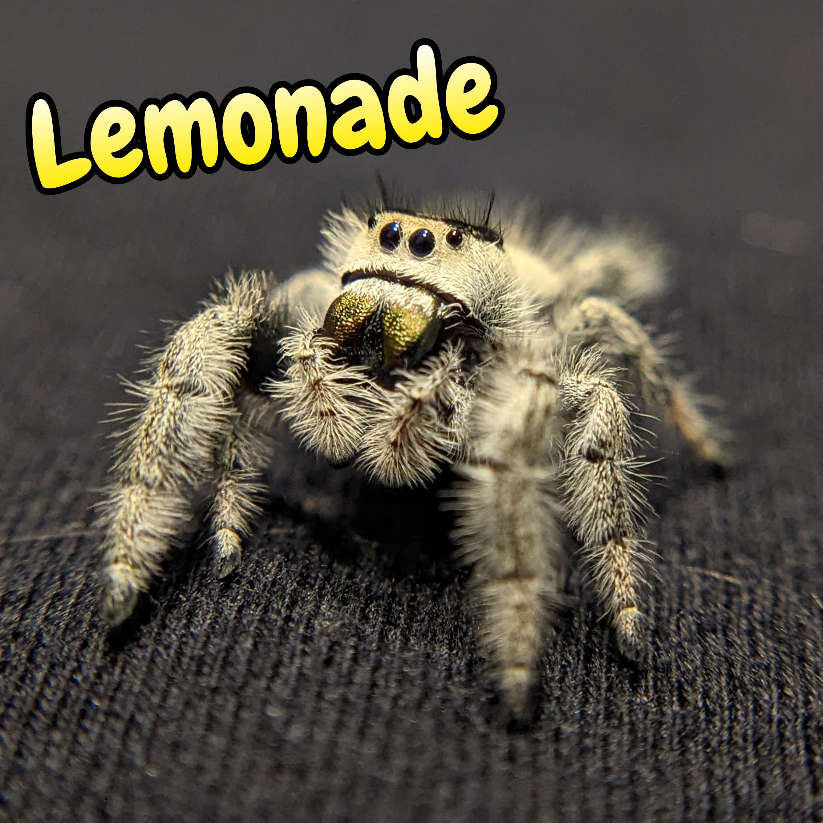 Regal Jumping Spider "Lemonade"