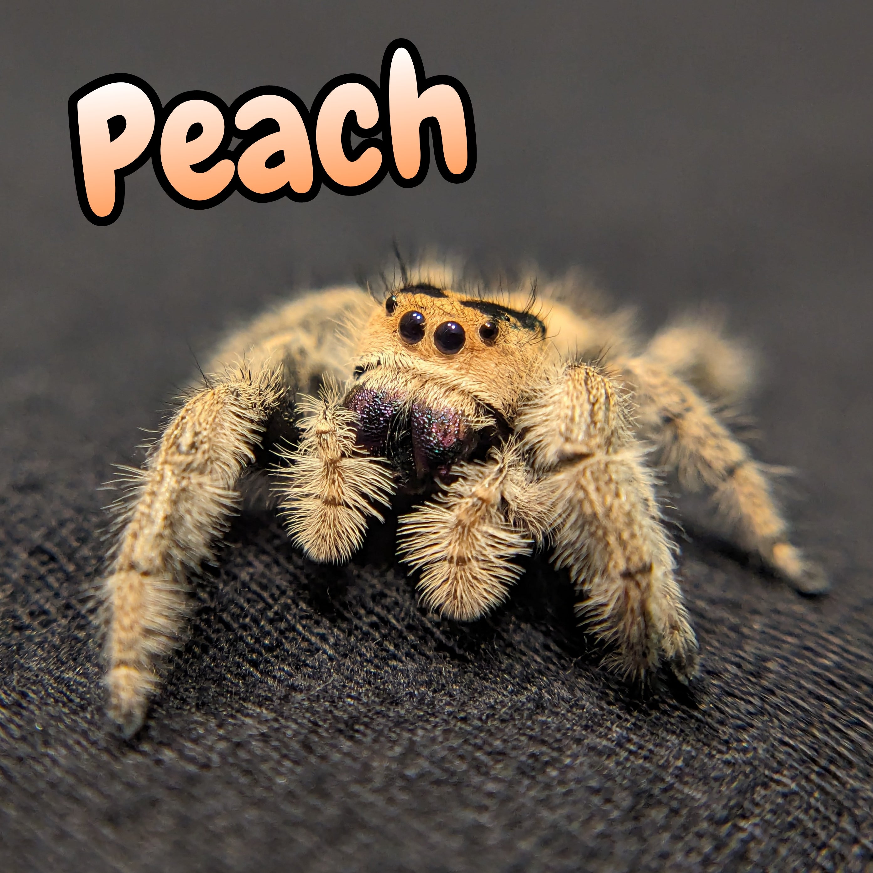 Apalachicola Regal Jumping Spider "Peach"