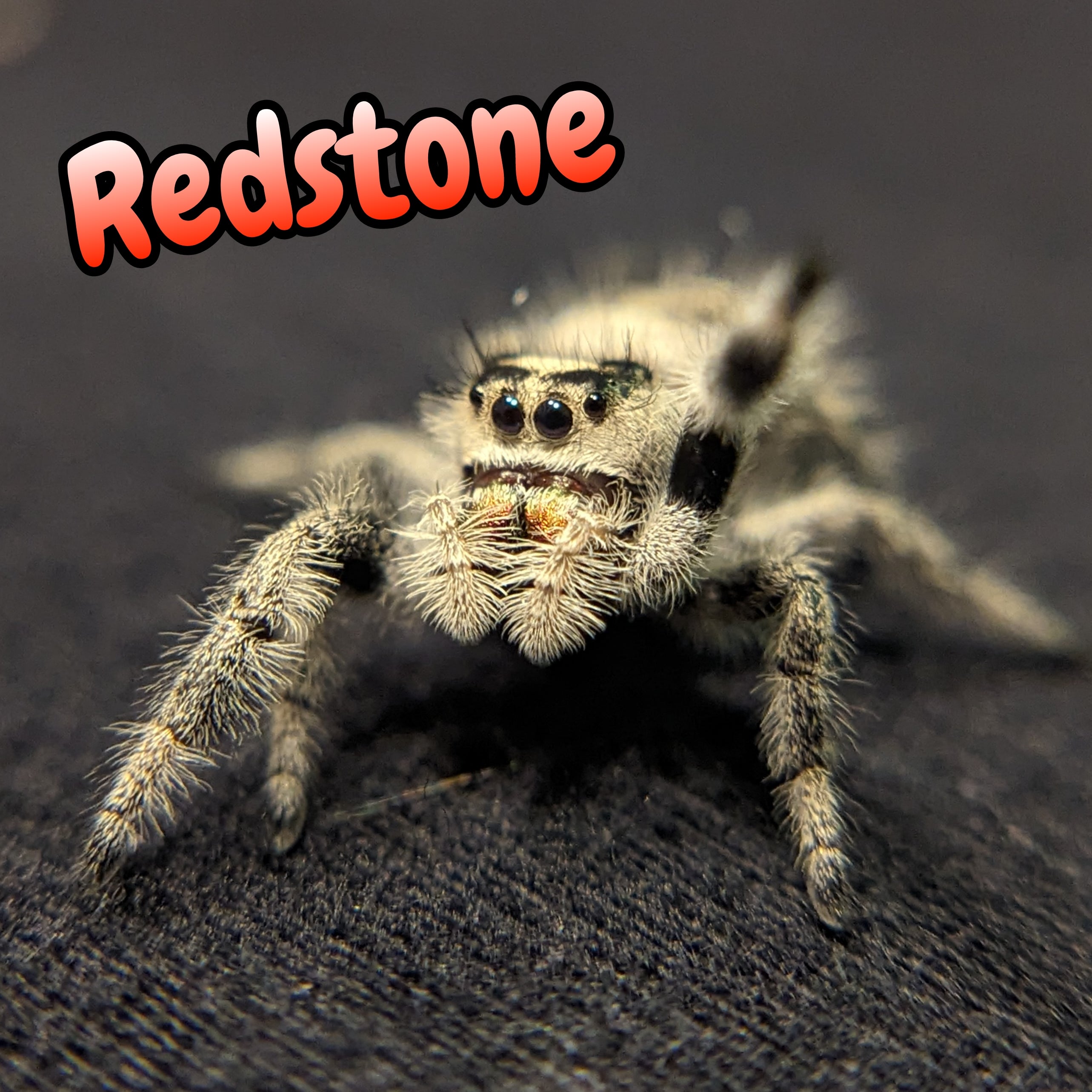 Regal Jumping Spider "Redstone"