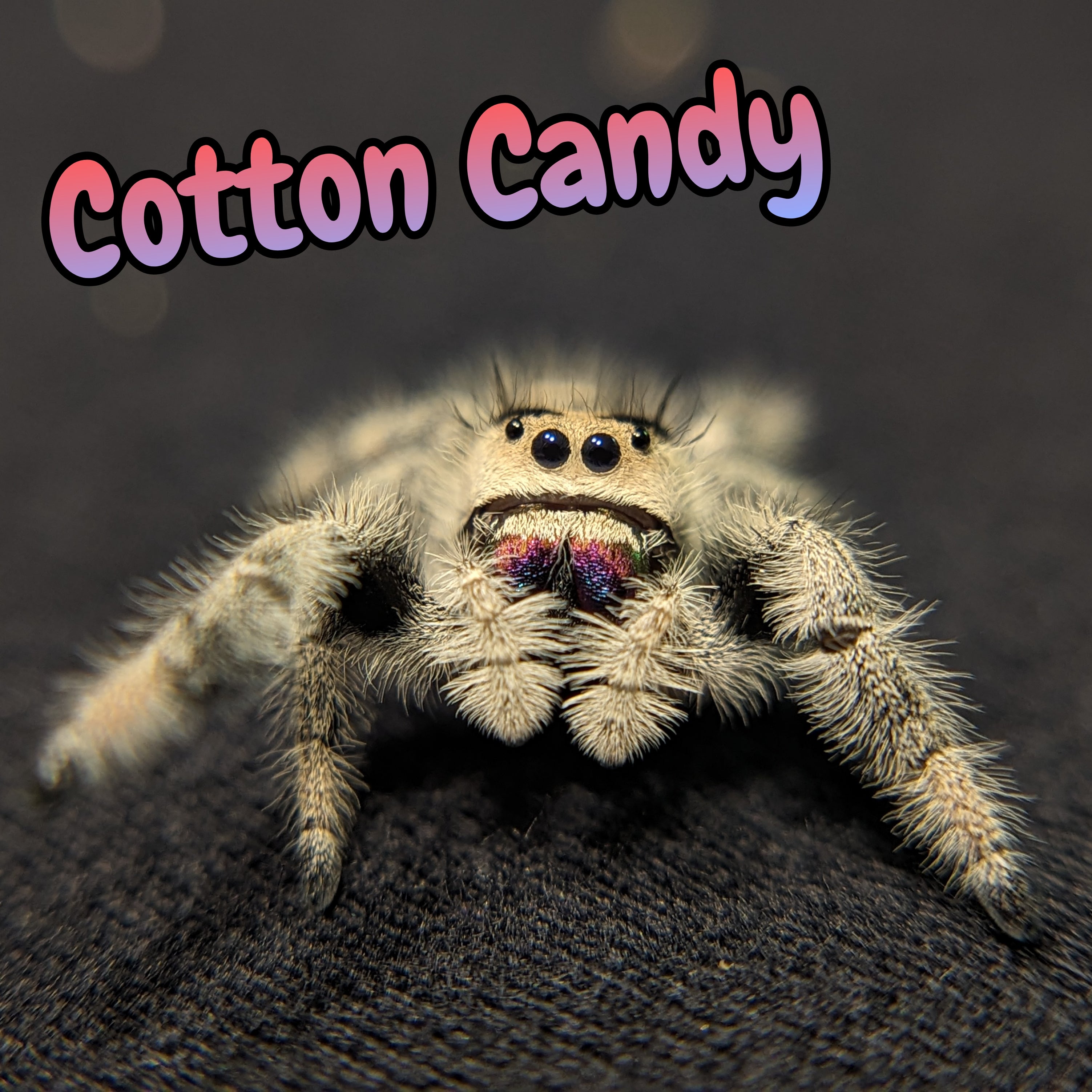 Apalachicola Regal Jumping Spider "Cotton Candy" (Rare)