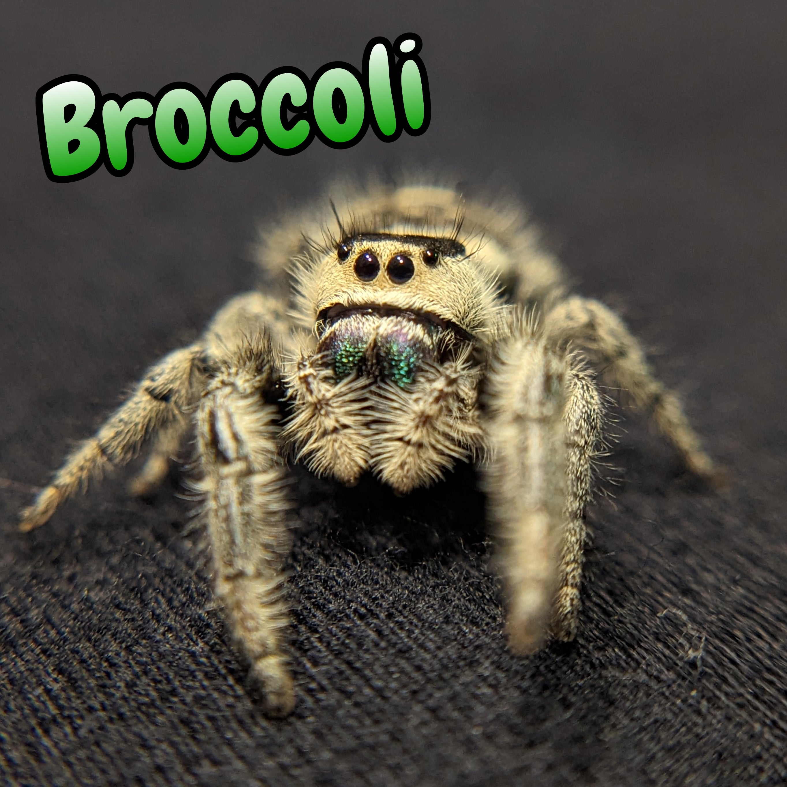 Regal Jumping Spider "Broccoli"