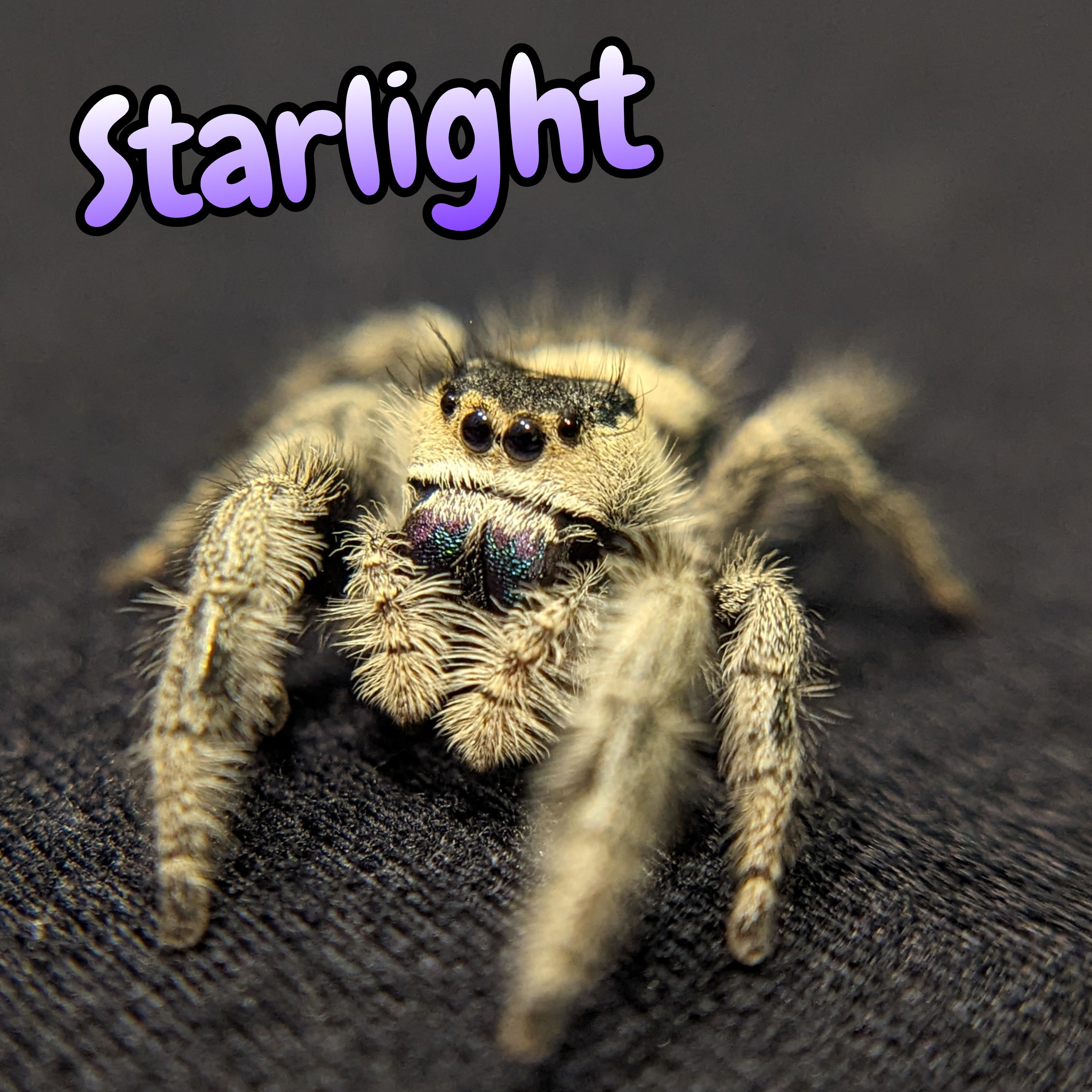 Regal Jumping Spider "Starlight"