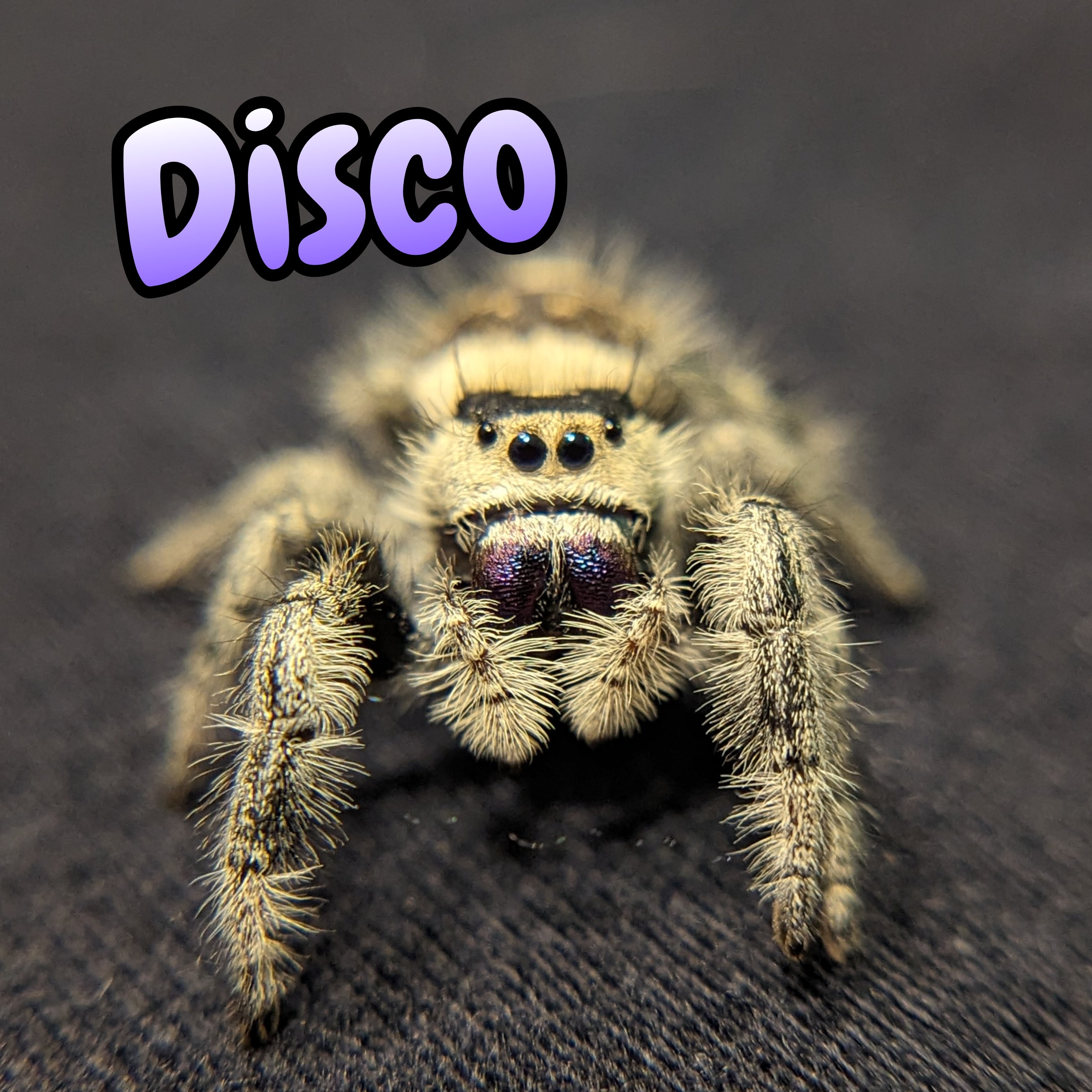 Regal Jumping Spider "Disco"