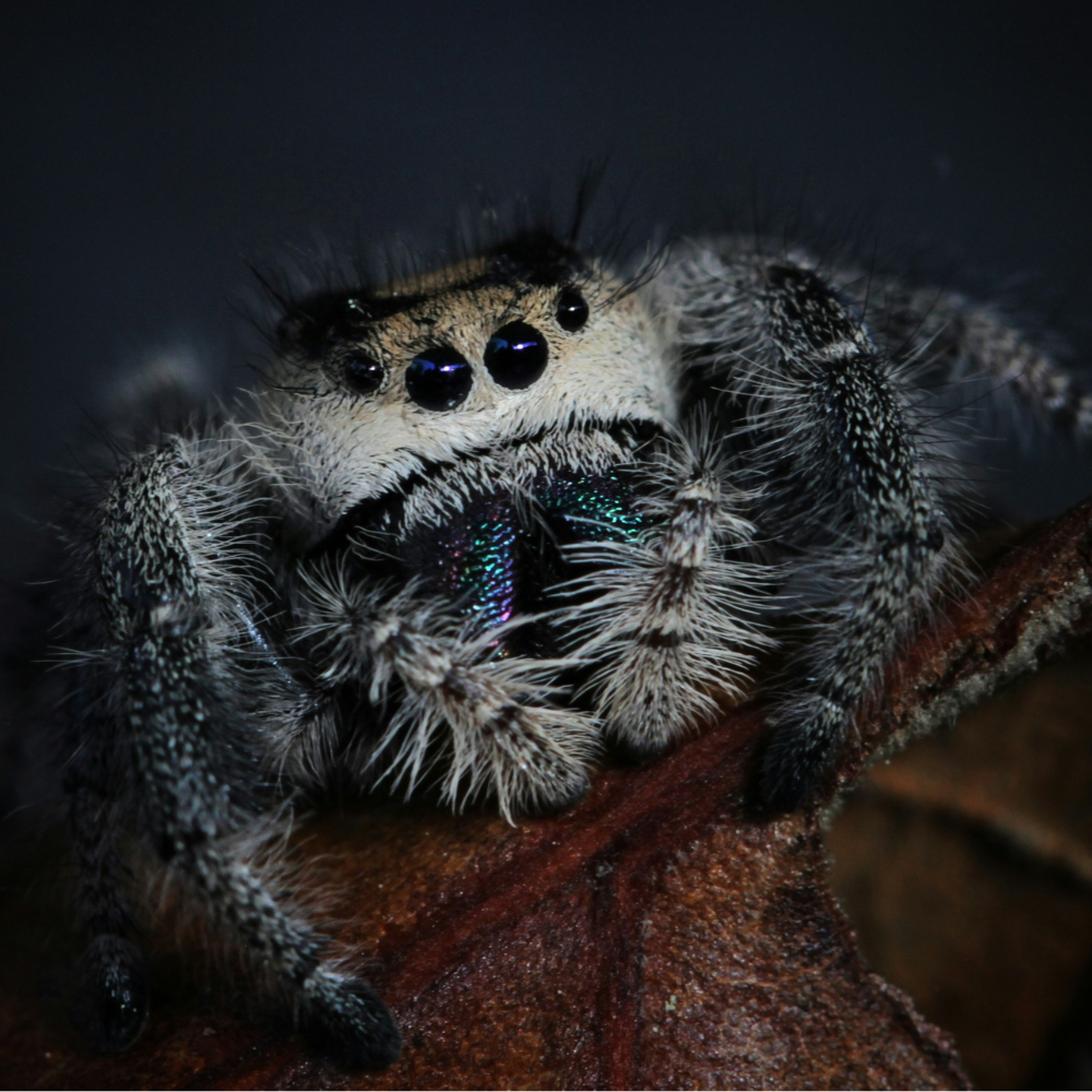 Regal Jumping Spider For Sale