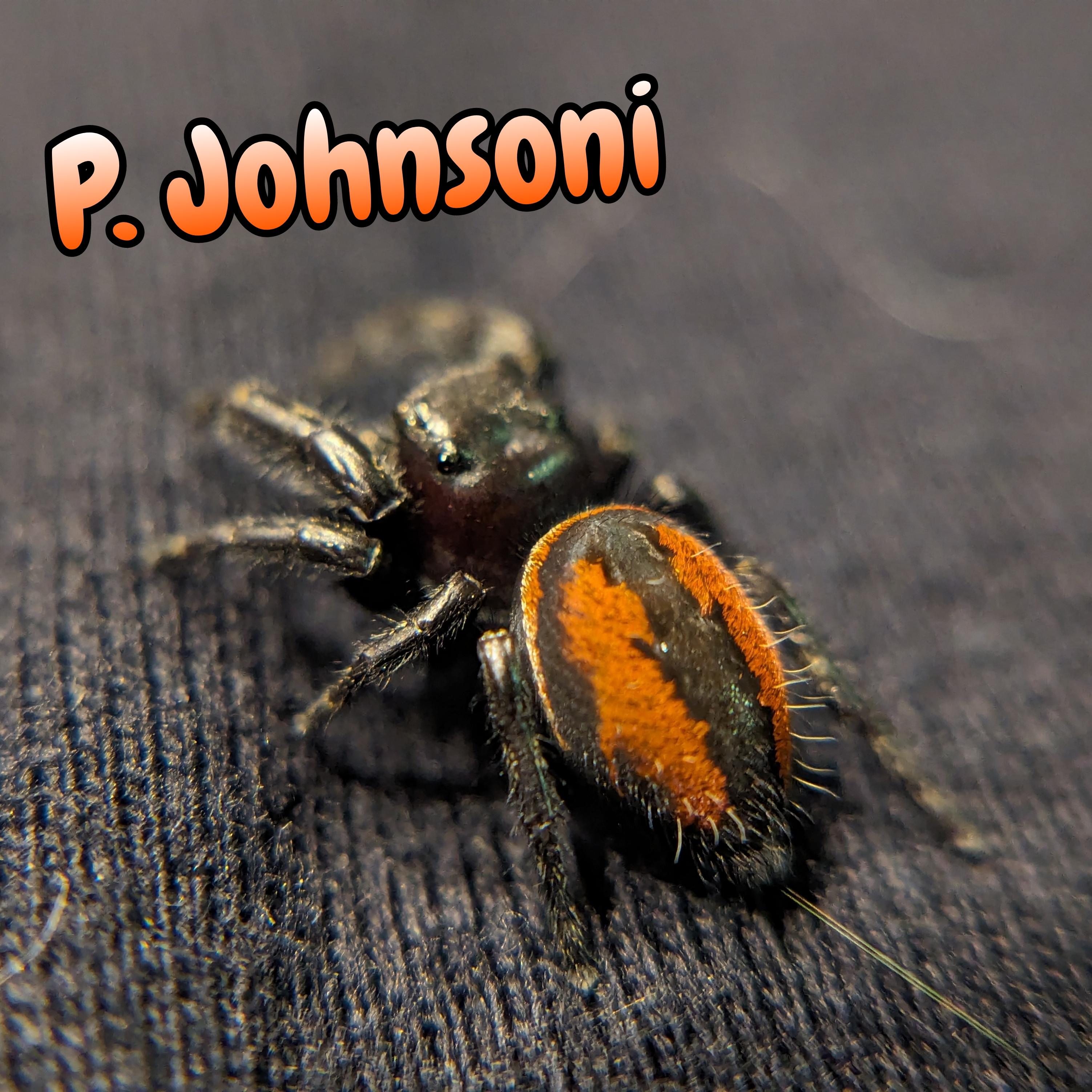 Red-Backed Jumping Spider (Phidippus johnsoni)