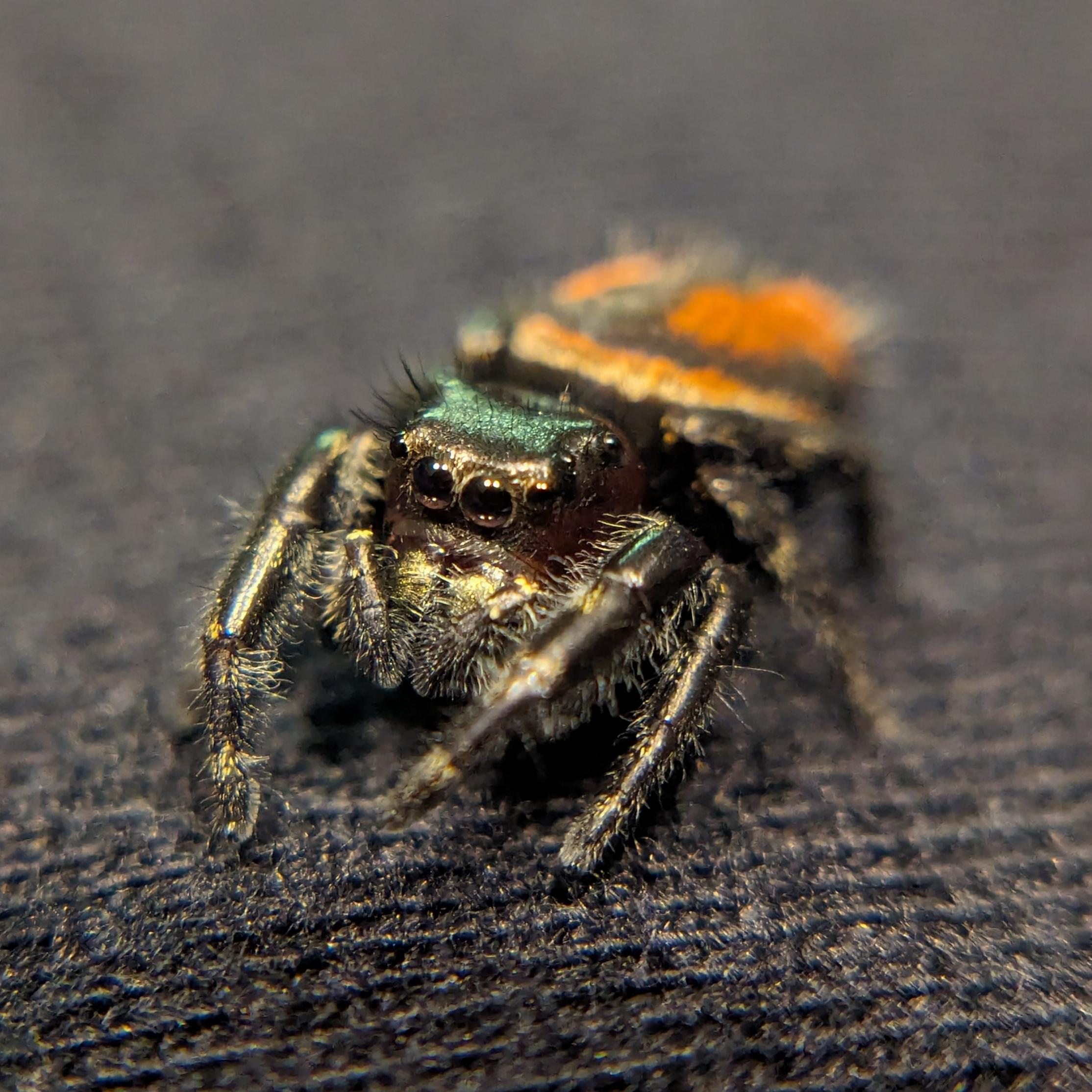 Red-Backed Jumping Spider (Phidippus johnsoni)