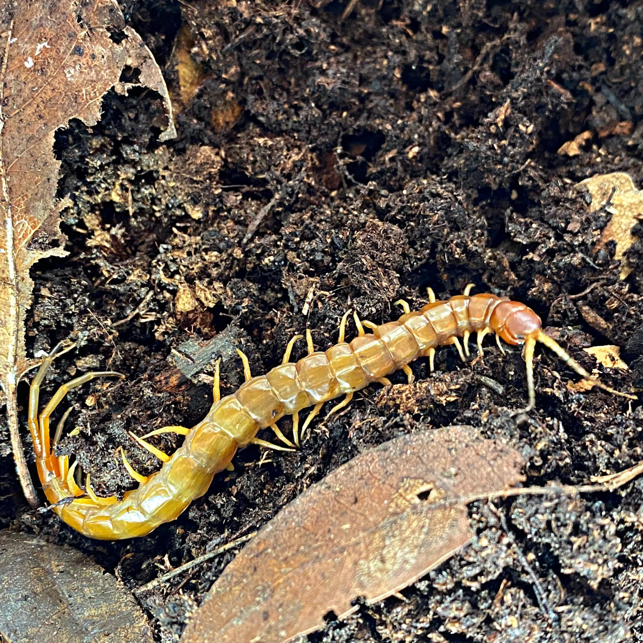 Giant Haitian Centipede - Jumping Spiders For Sale - Spiders Source - #1 Regal Jumping Spider Store