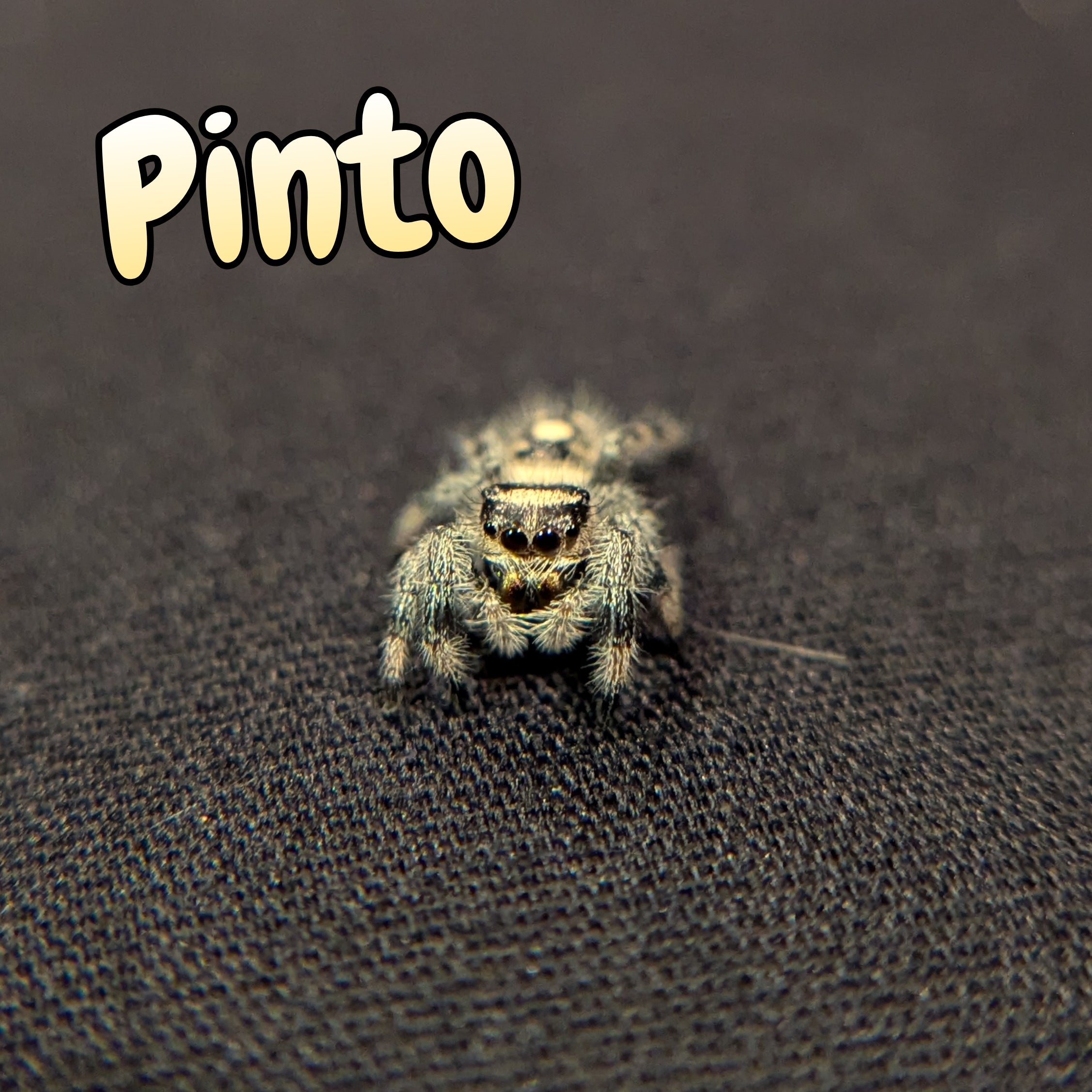 Regal Jumping Spider "Pinto"