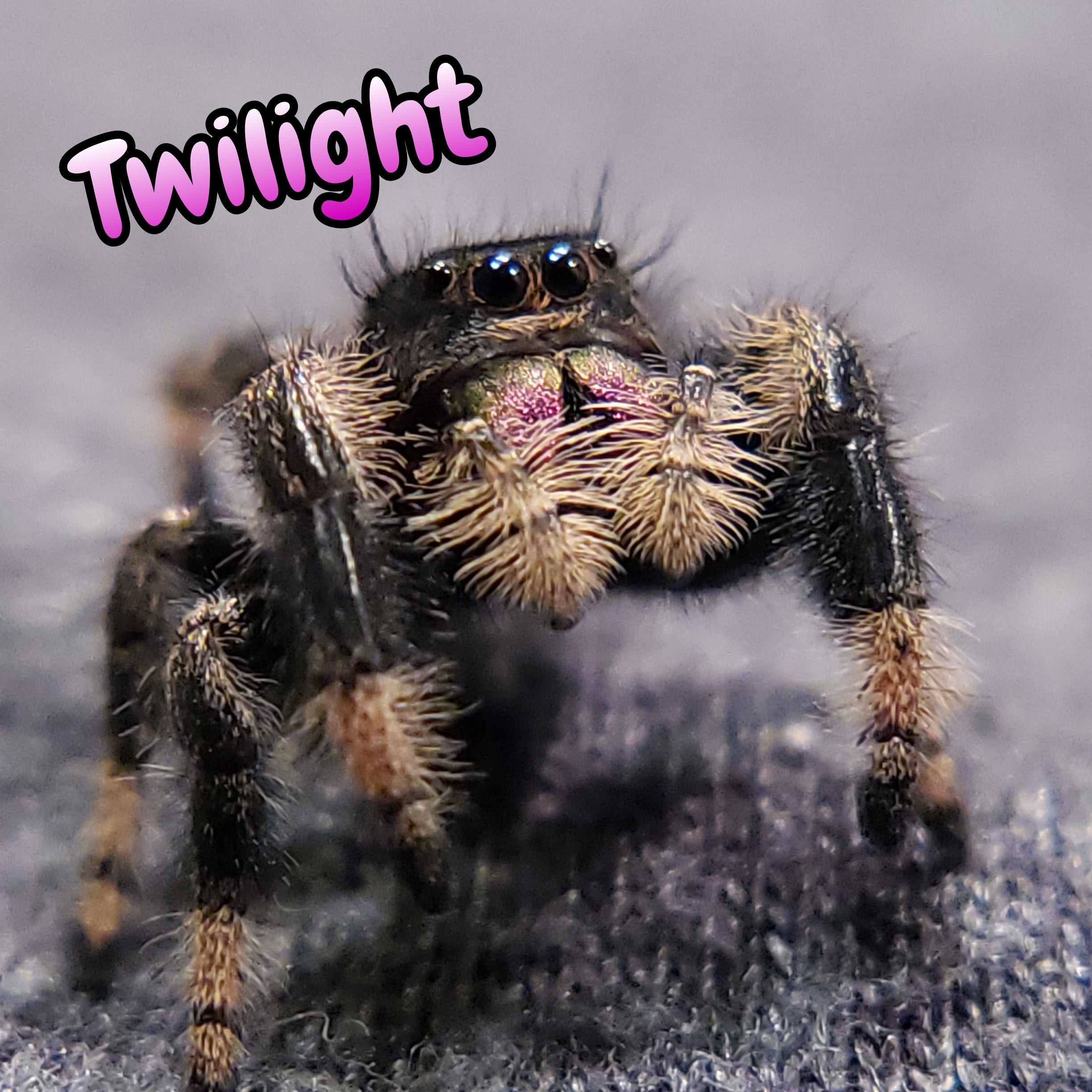 Regal Jumping Spider "Twilight"
