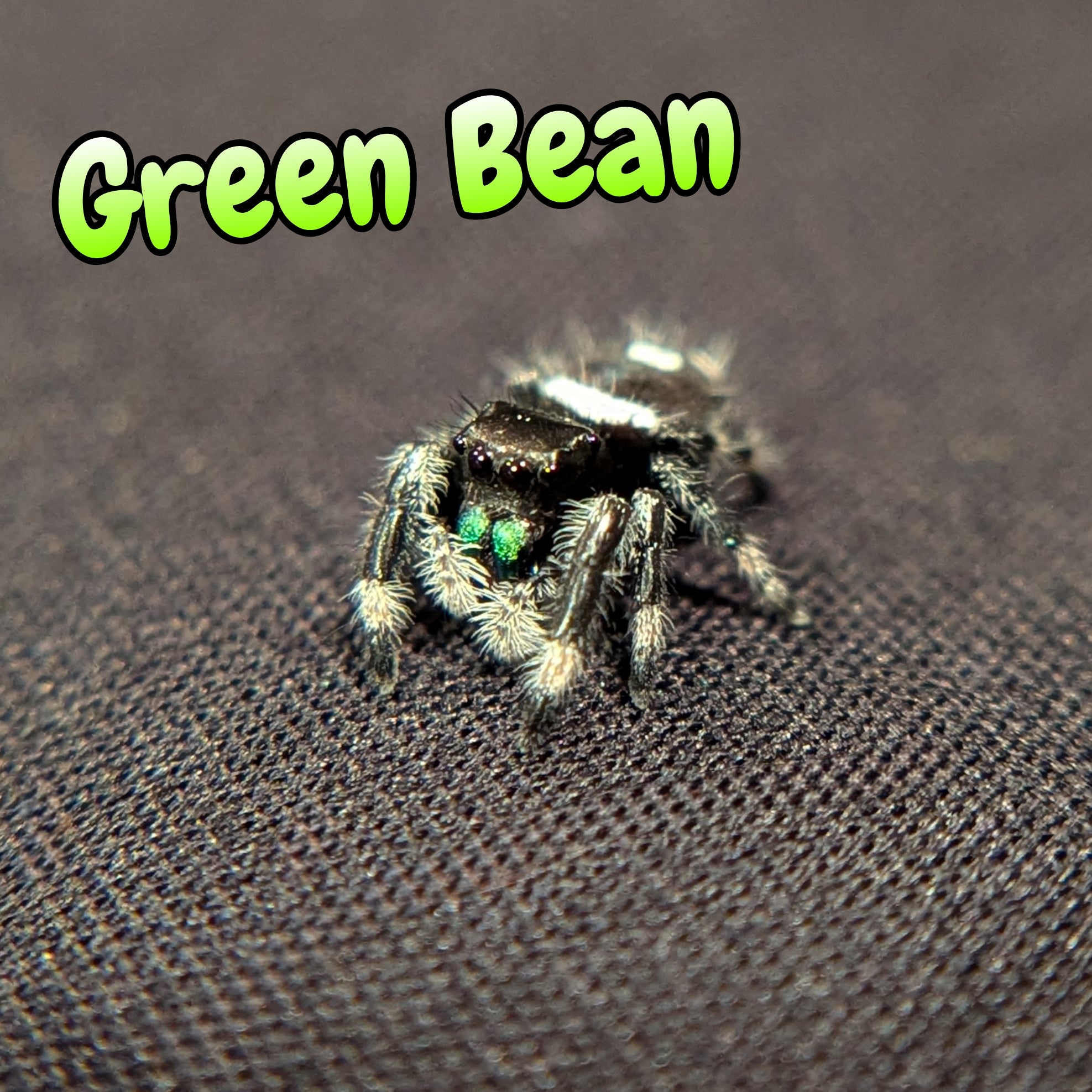 Regal Jumping Spider "Green Bean"