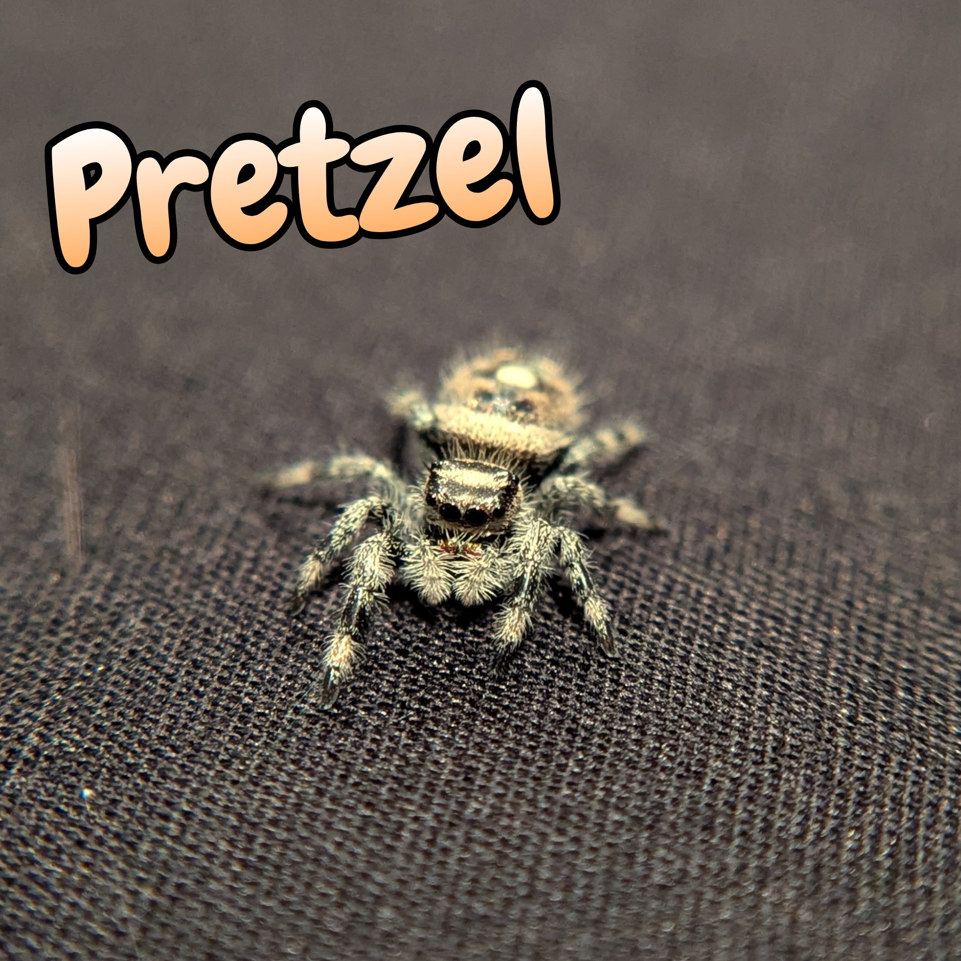 Regal Jumping Spider "Pretzel"