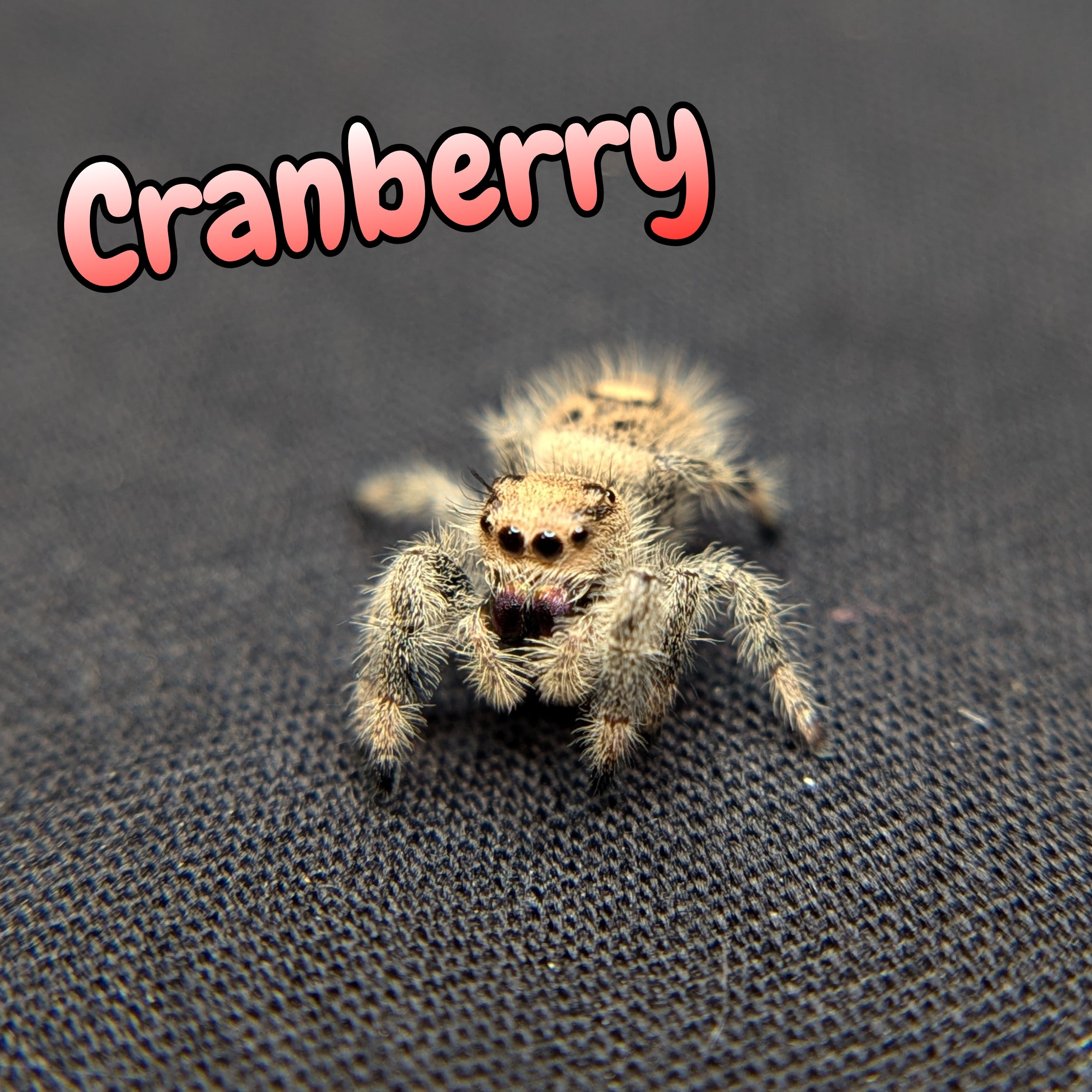 Regal Jumping Spider "Cranberry"