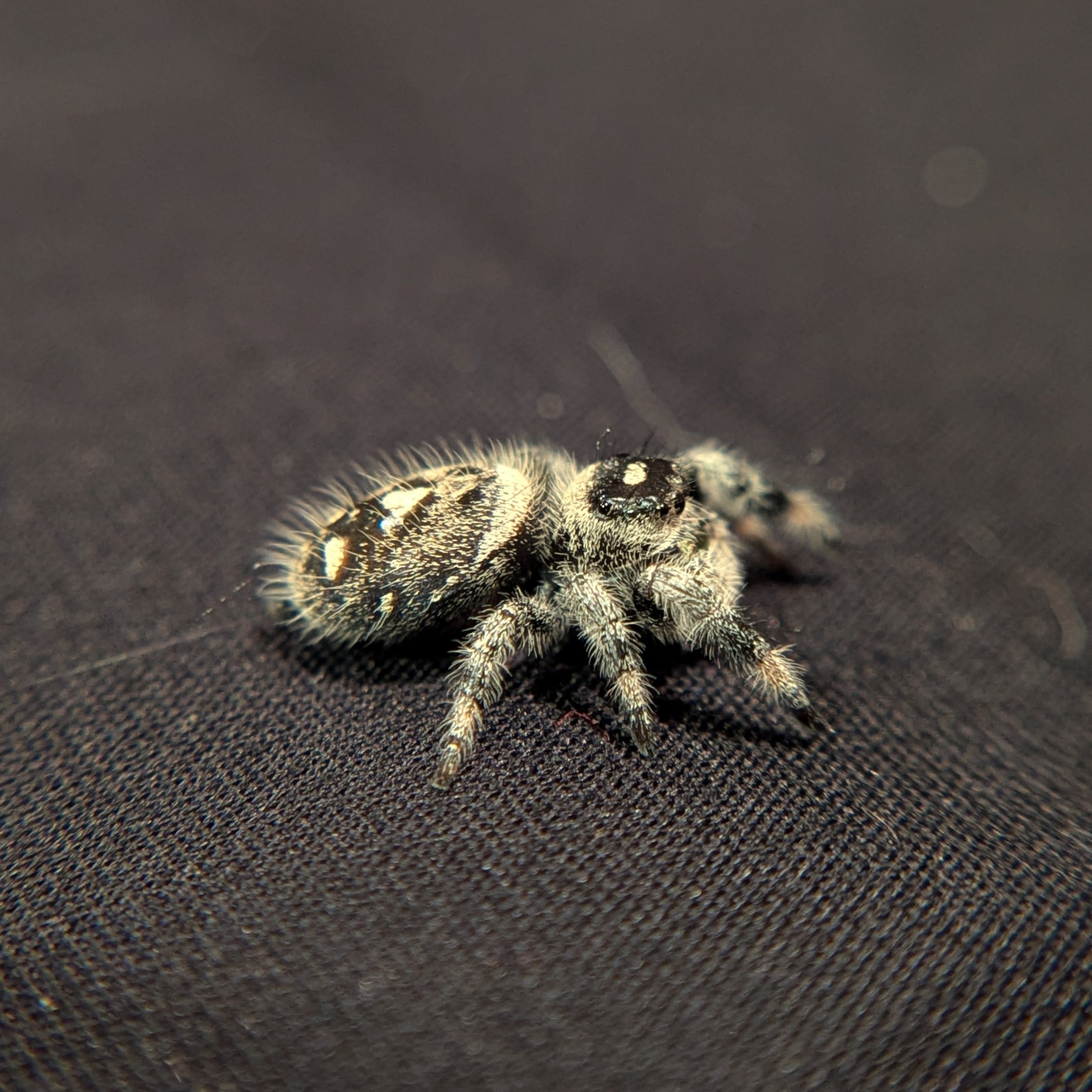 Regal Jumping Spider "Brownie"