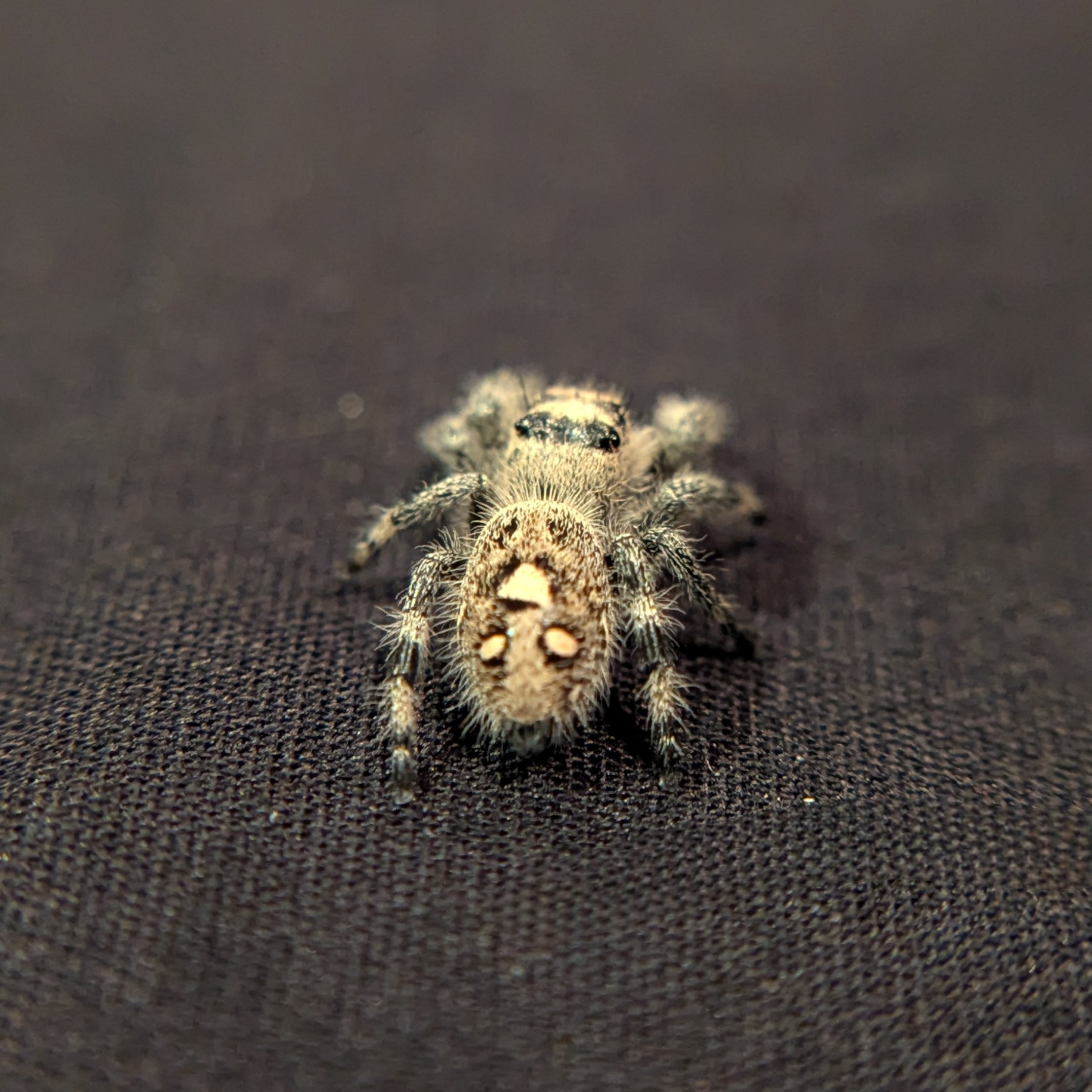 Regal Jumping Spider "Cherry"