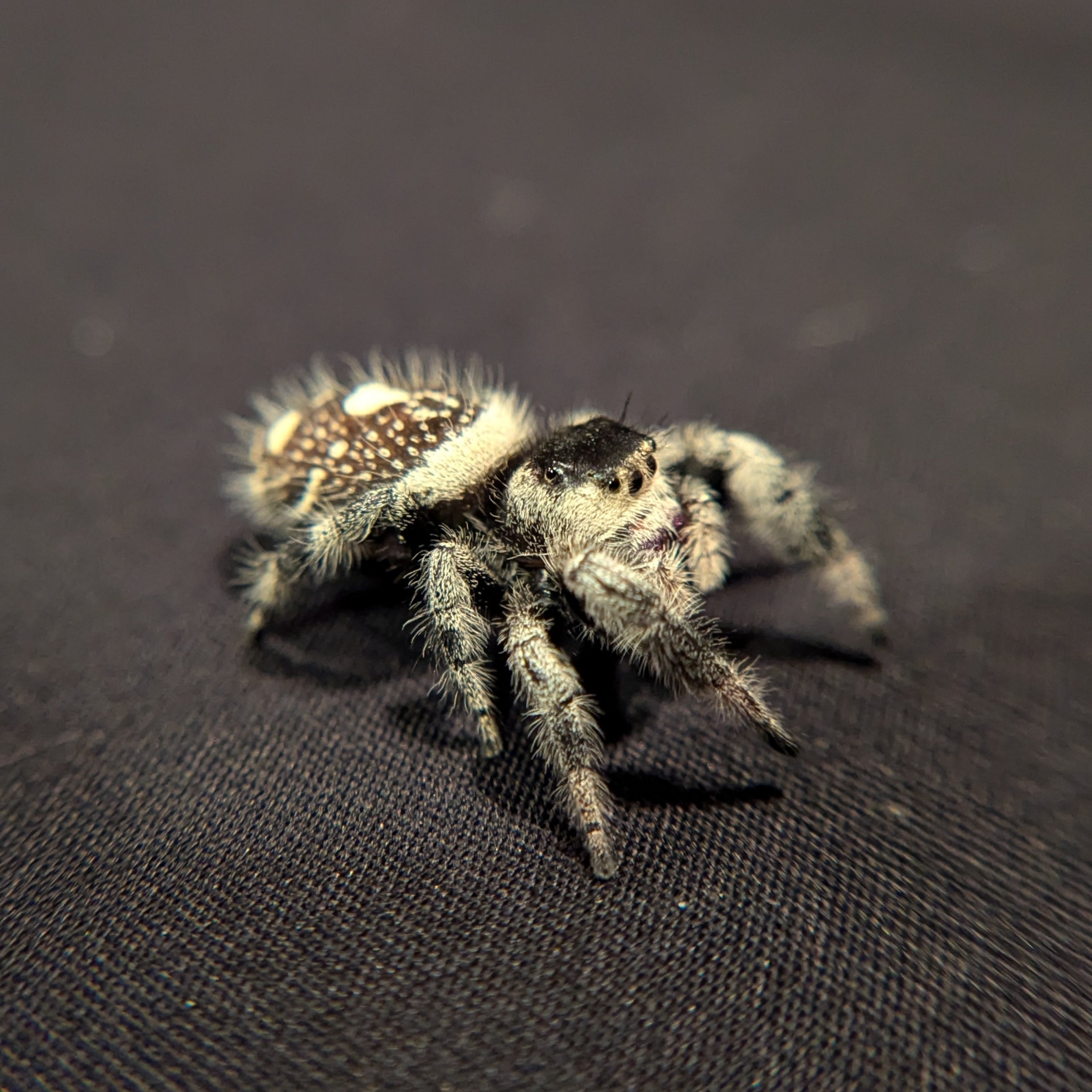 Regal Jumping Spider "Oreo"