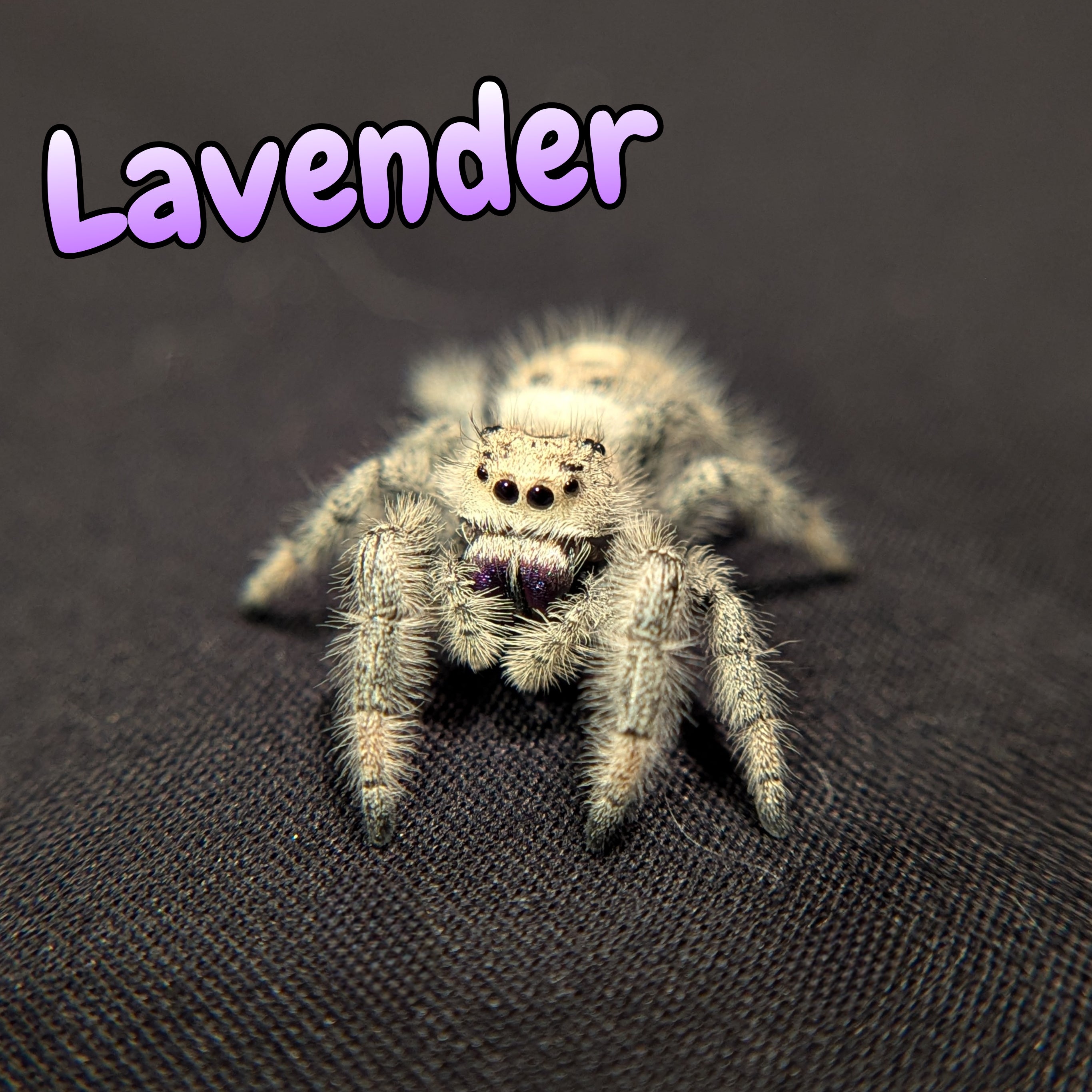 Regal Jumping Spider "Lavender"