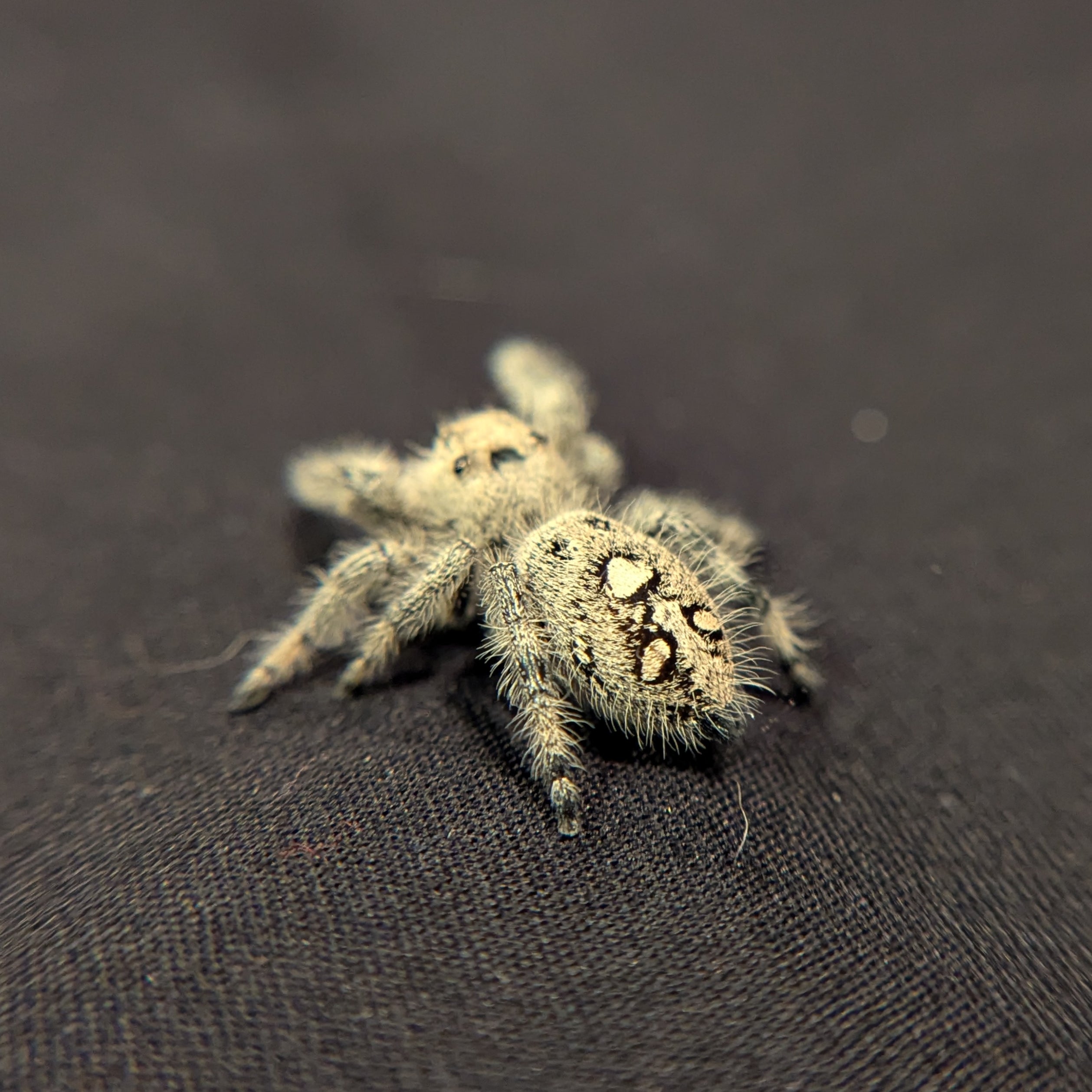 Regal Jumping Spider "Lavender"