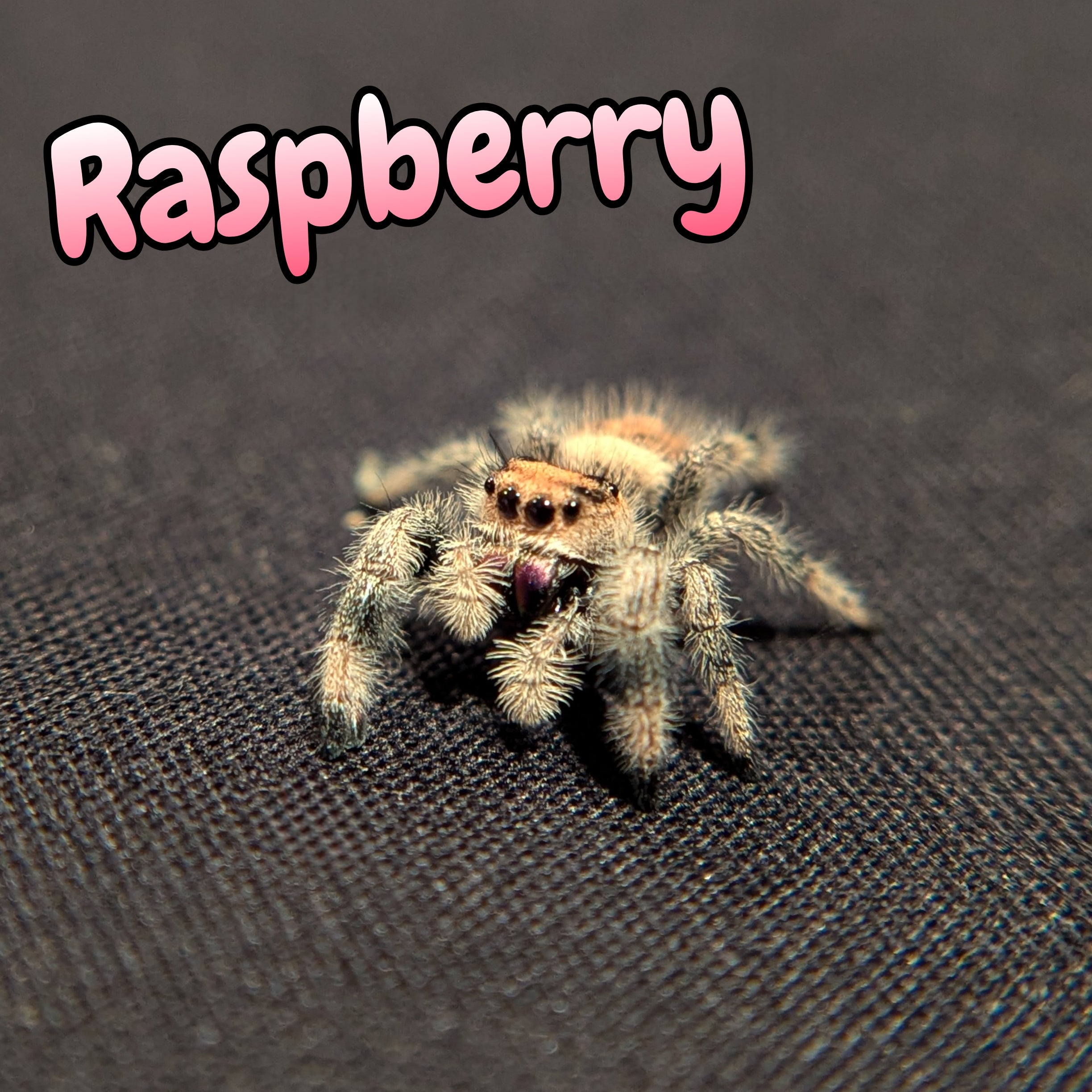 Regal Jumping Spider "Raspberry"