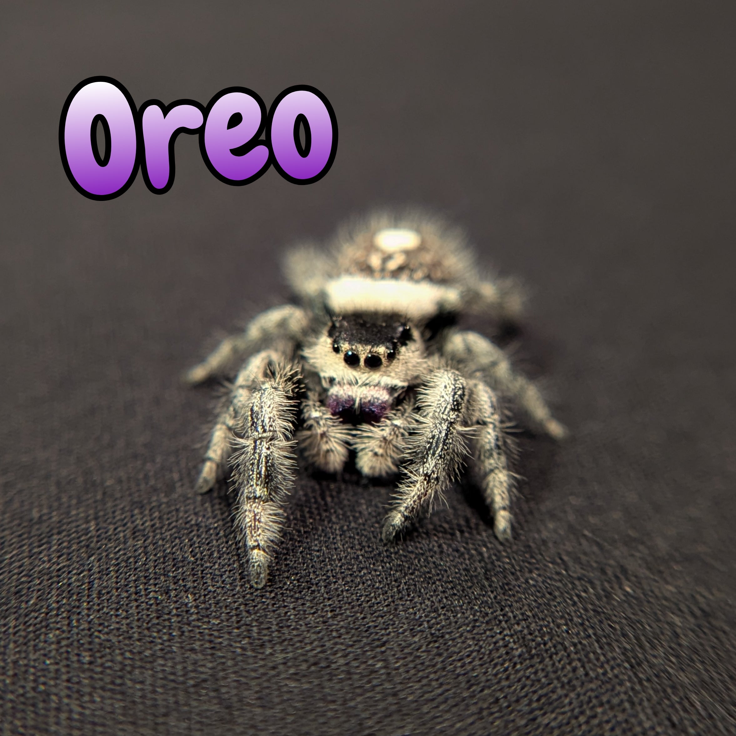 Regal Jumping Spider "Oreo"