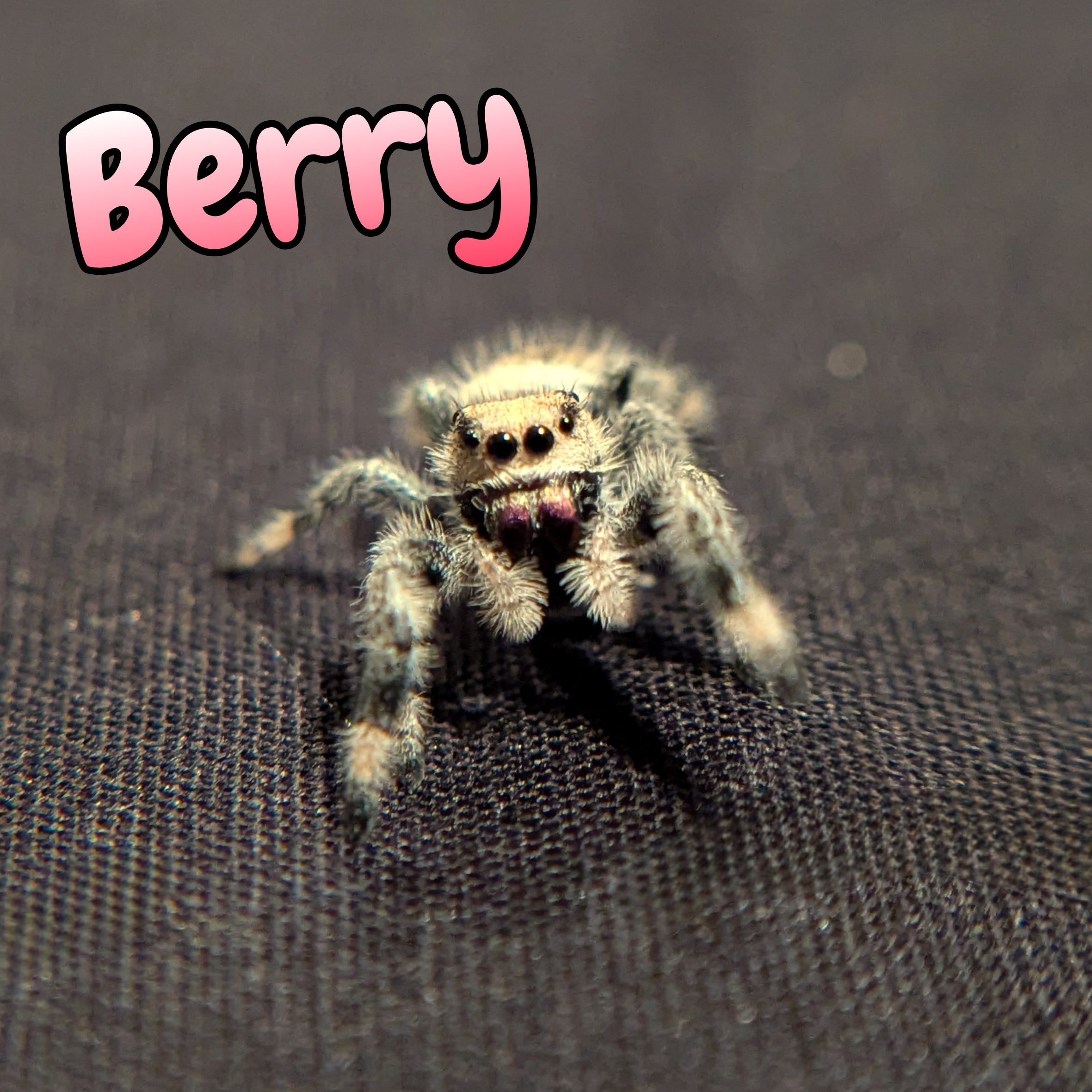 Regal Jumping Spider "Berry"