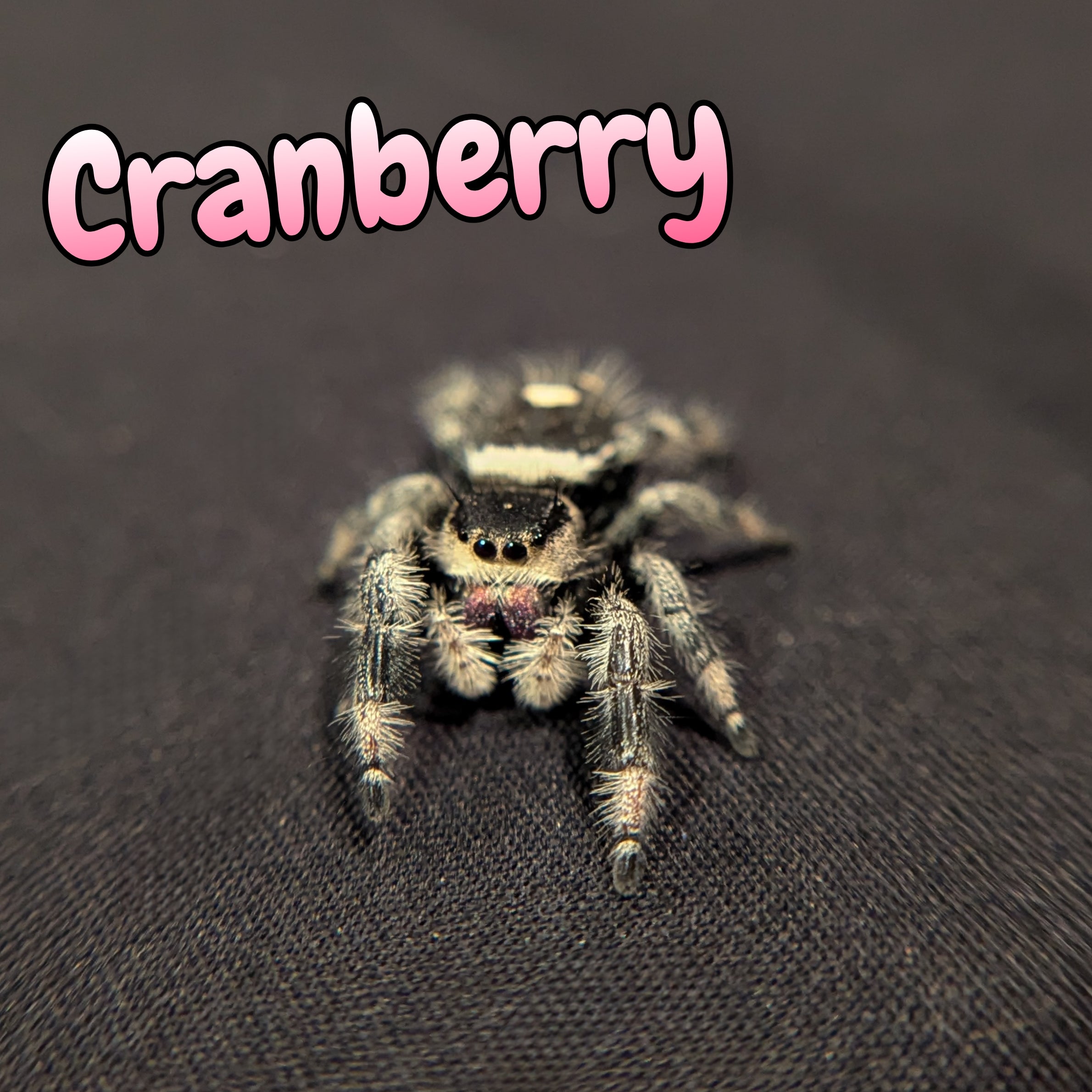 Regal Jumping Spider "Cranberry"