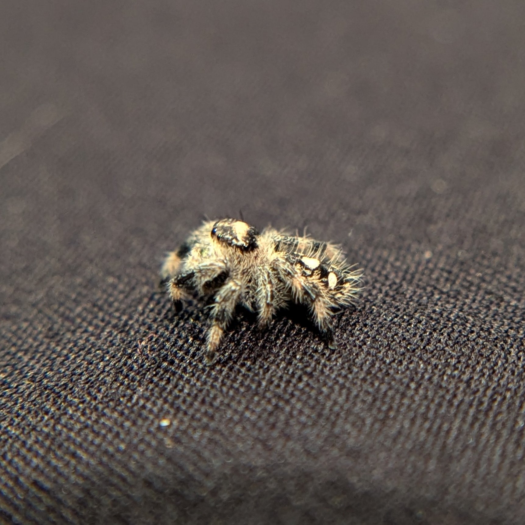 Regal Jumping Spider "Pinto"