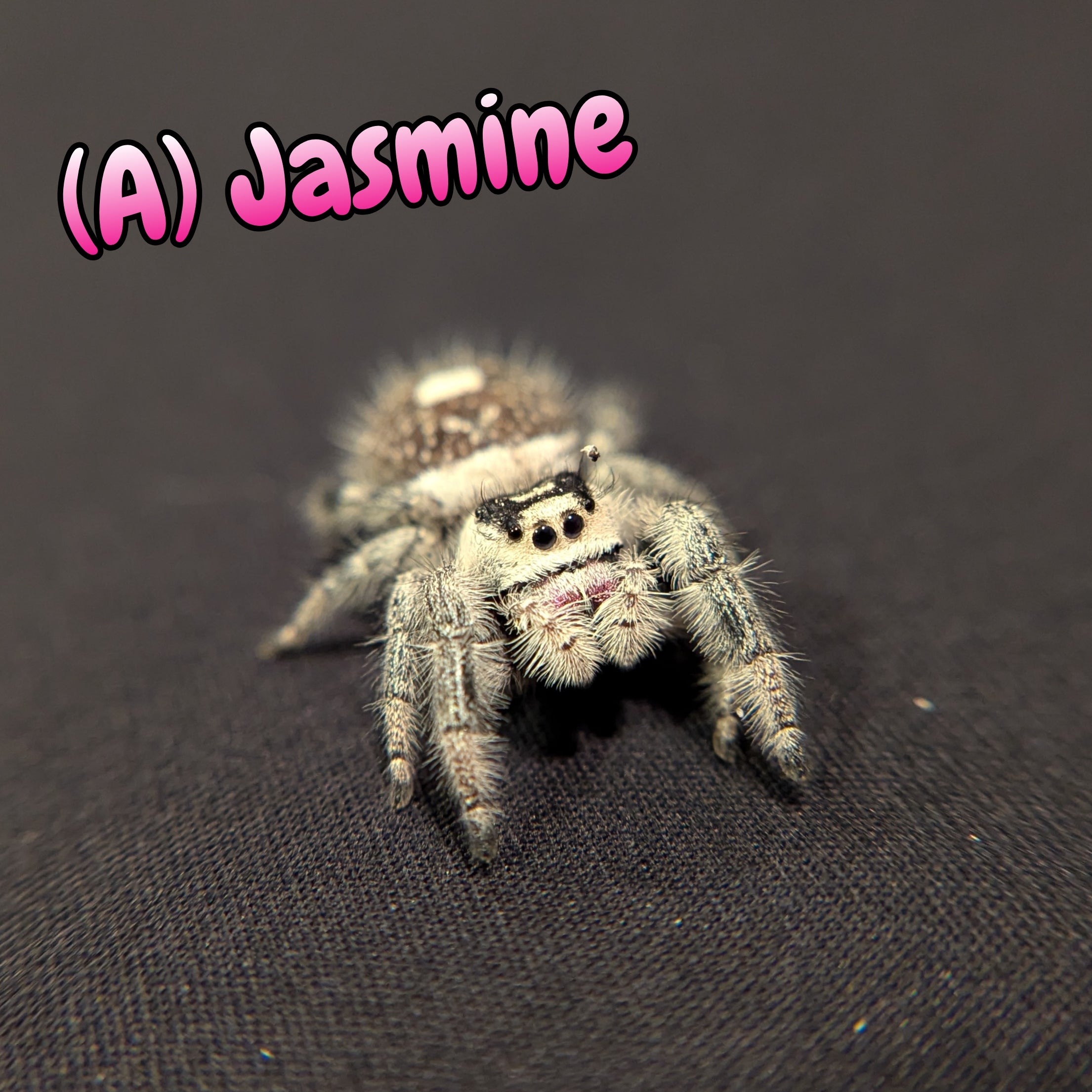 (Adult) Regal Jumping Spider "Jasmine"