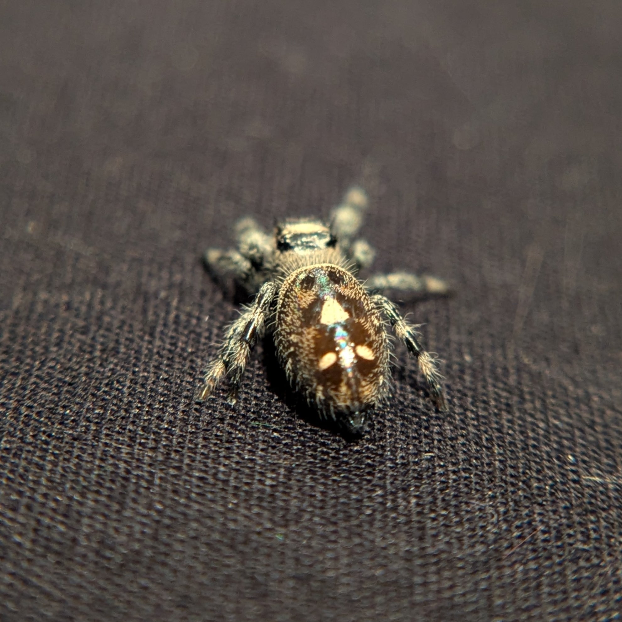 Regal Jumping Spider "Pretzel"