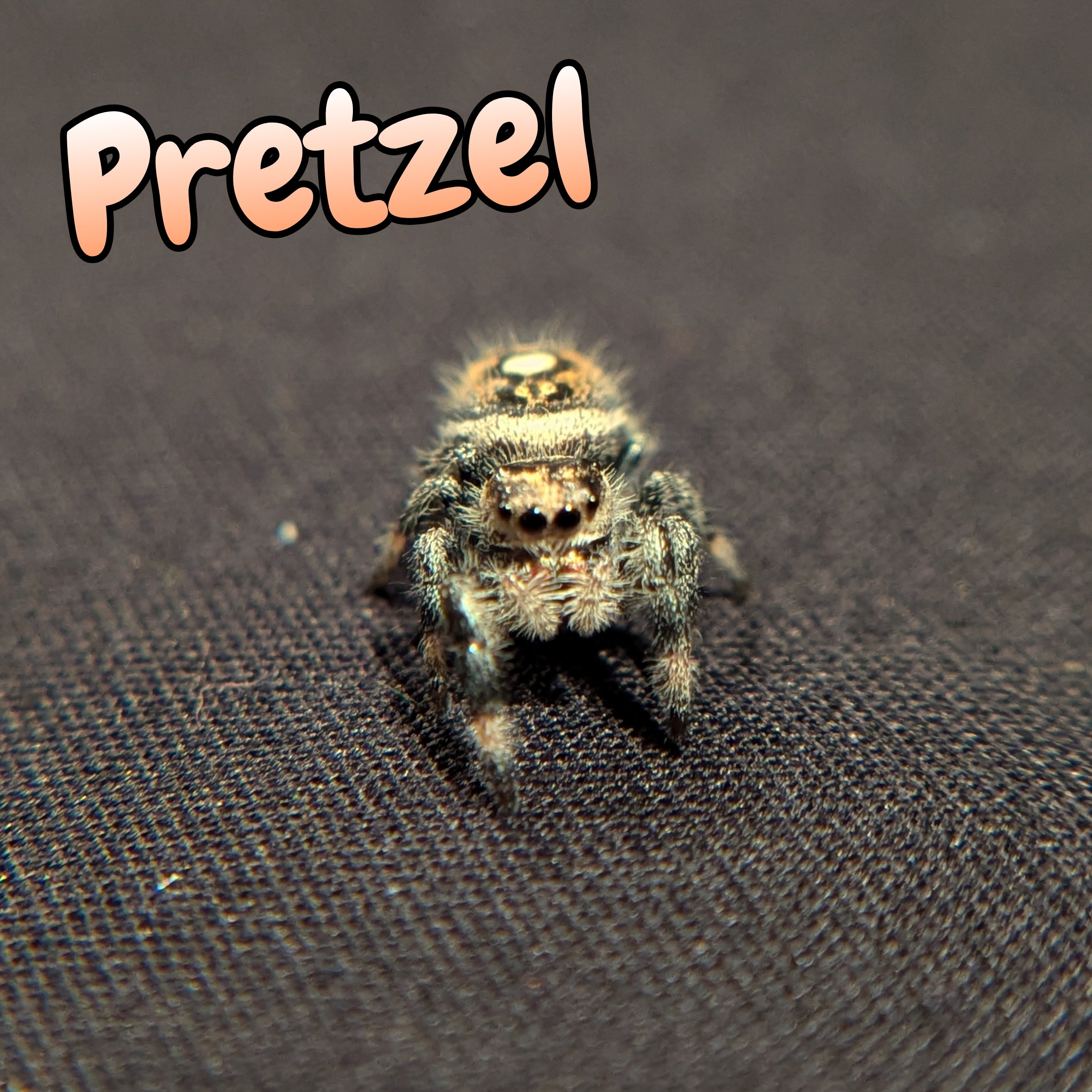 Regal Jumping Spider "Pretzel"