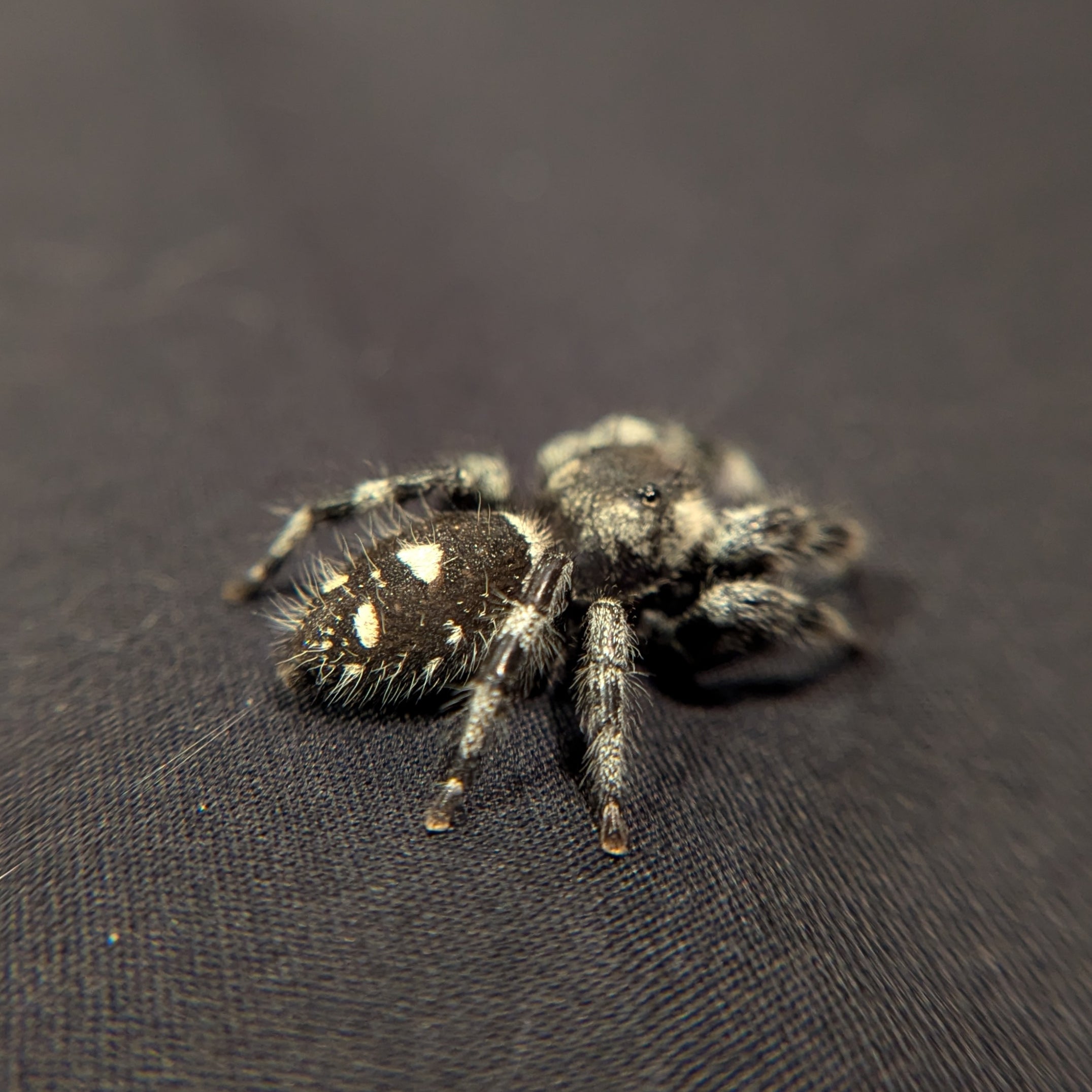 (Adult) Regal Jumping Spider "Raspberry"