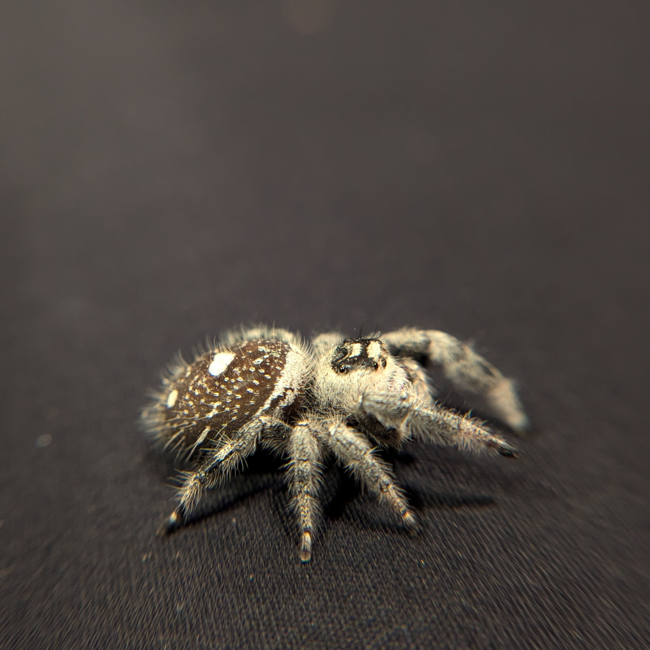 (Adult) Regal Jumping Spider "Jasmine"