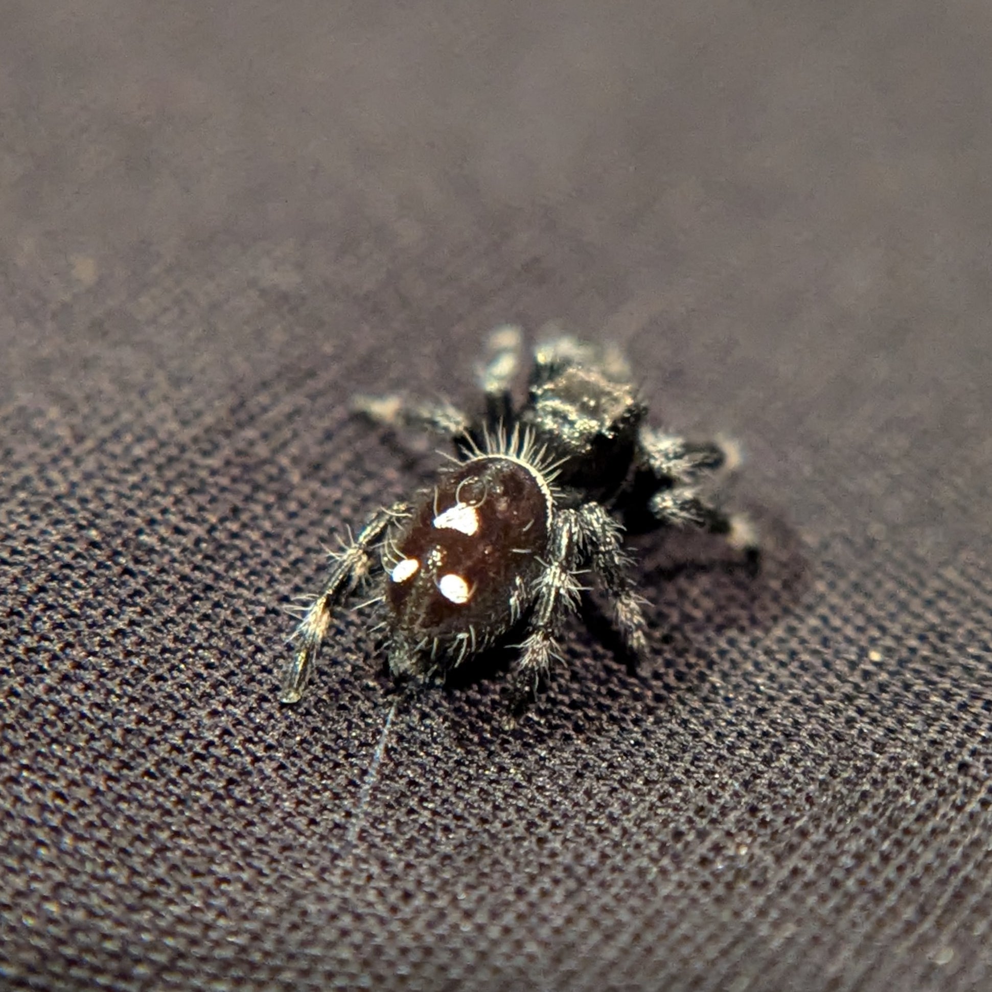 Regal Jumping Spider "Green Bean"