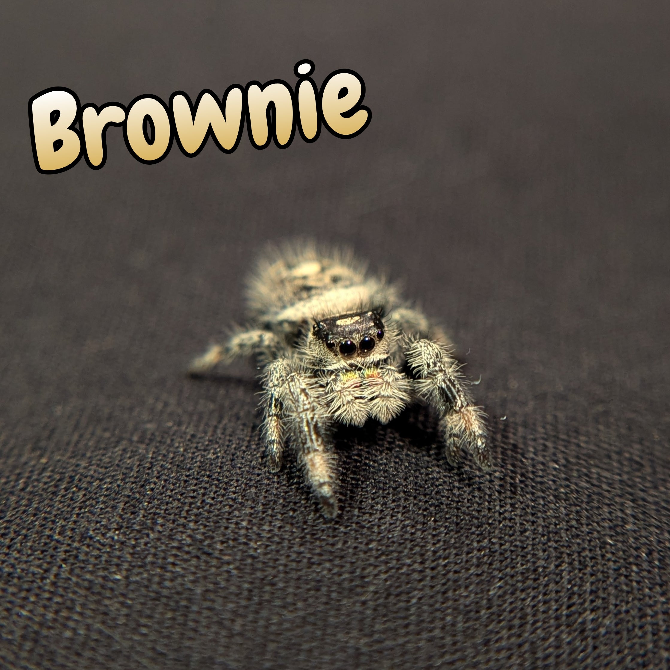 Regal Jumping Spider "Brownie"