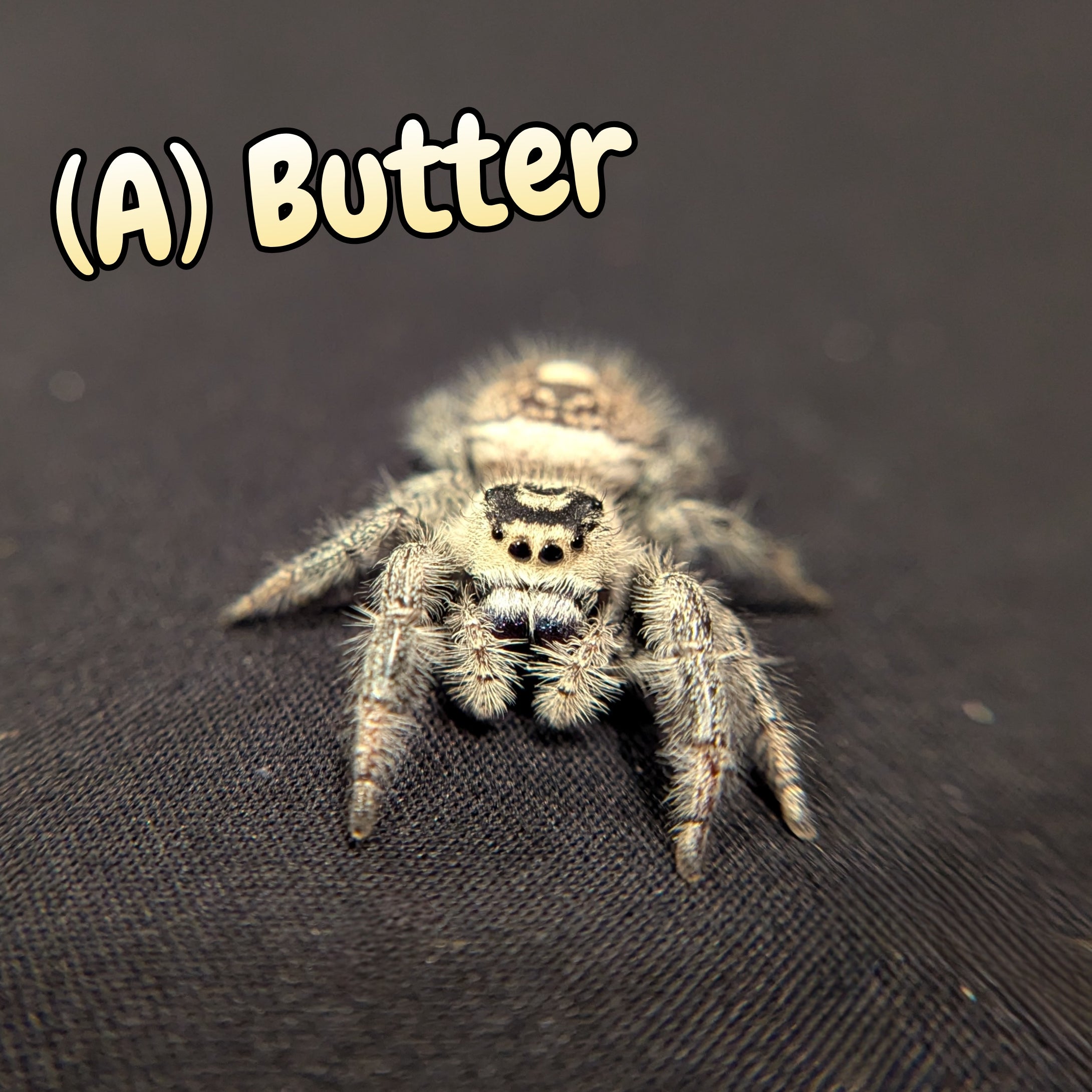 Adulte Jumping Spider Sale