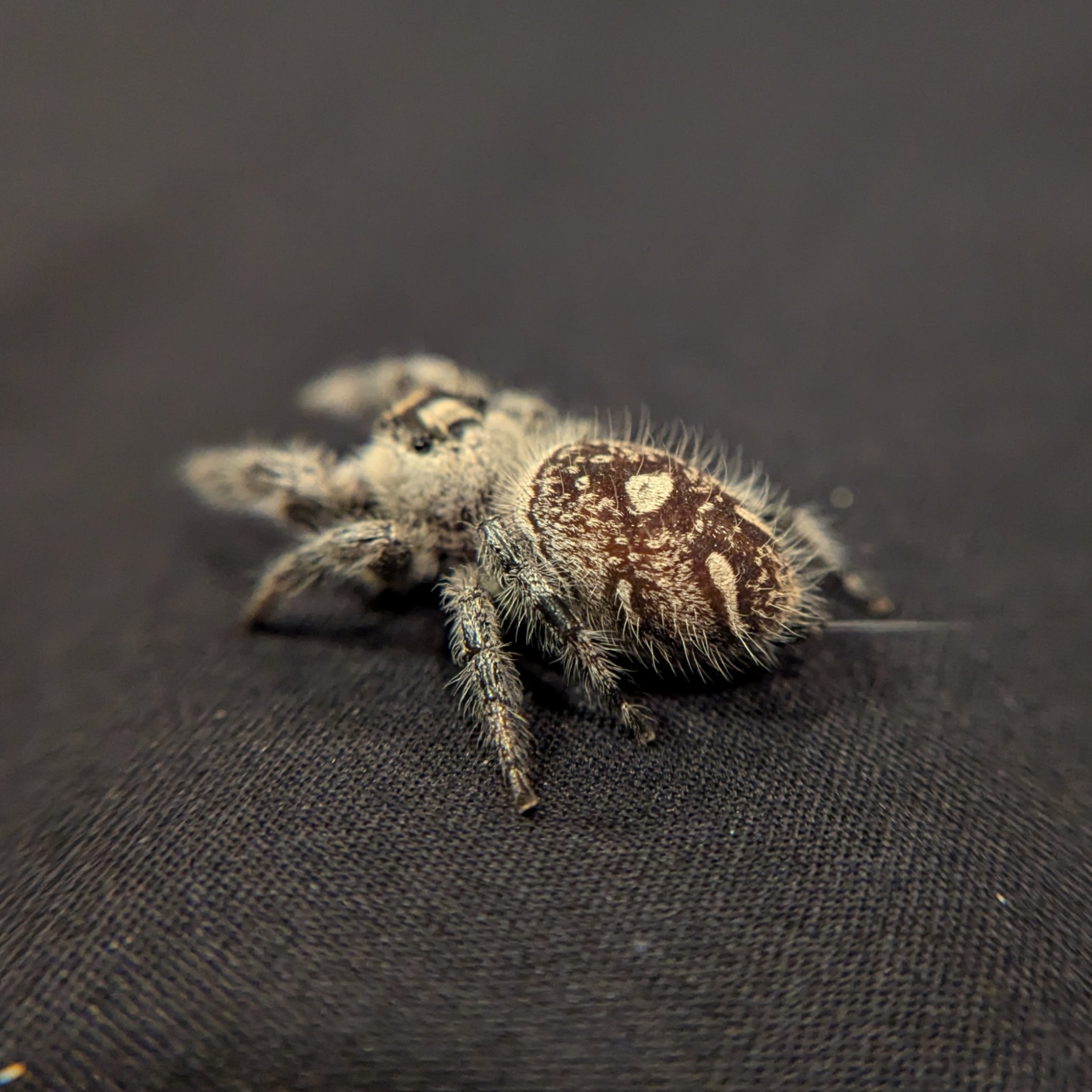 (Adult) Regal Jumping Spider "Butter"