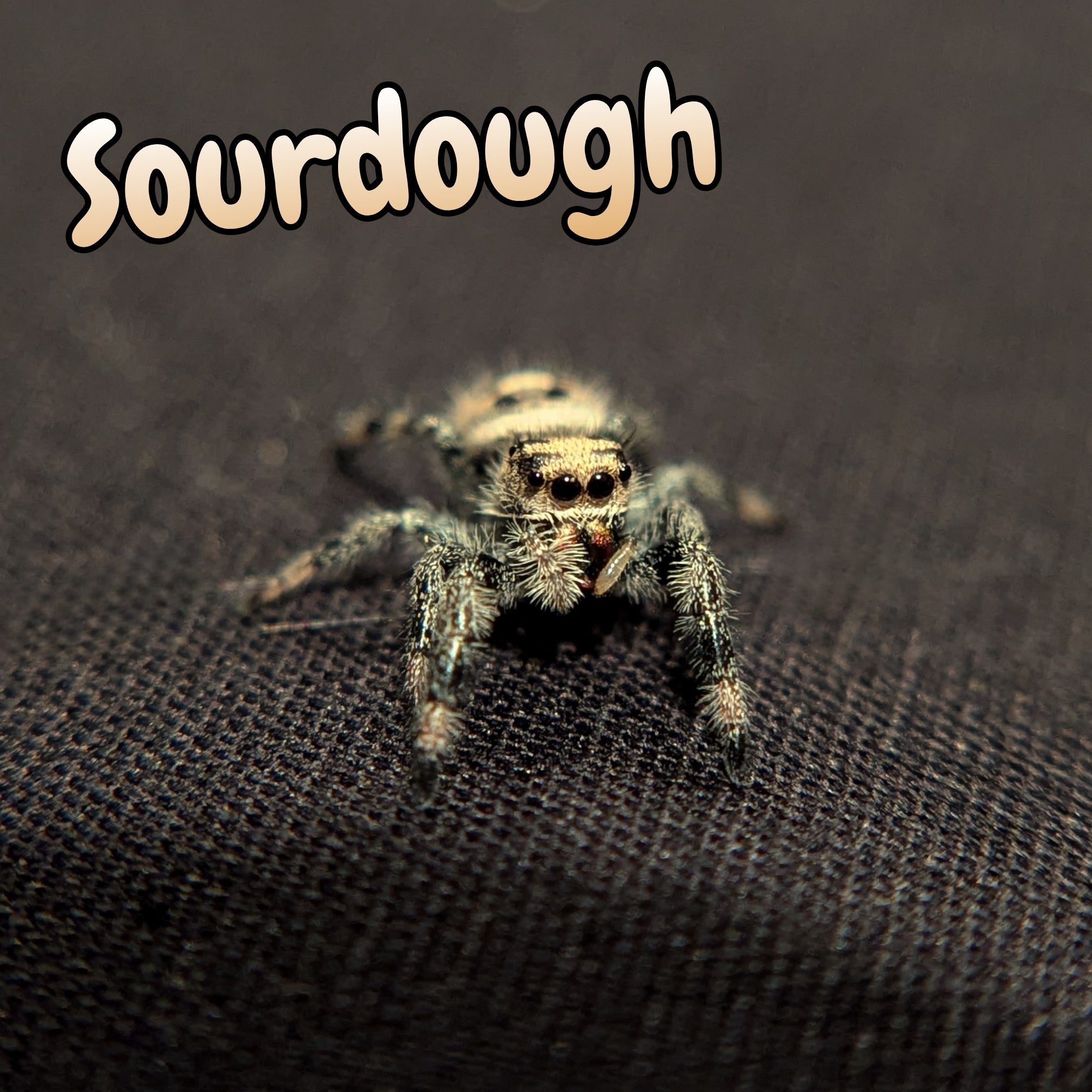 Regal Jumping Spider "Sourdough"