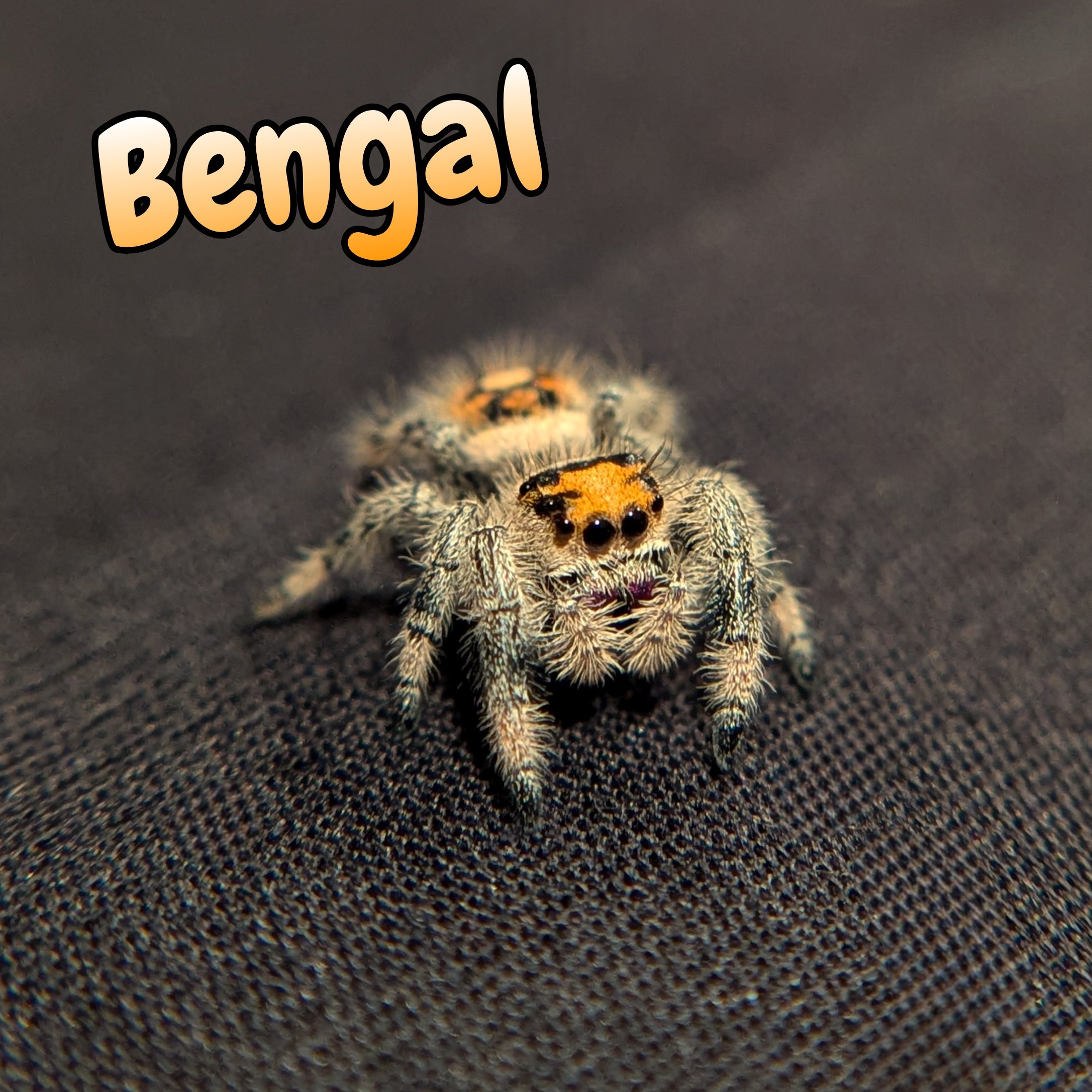 Regal Jumping Spider "Bengal"