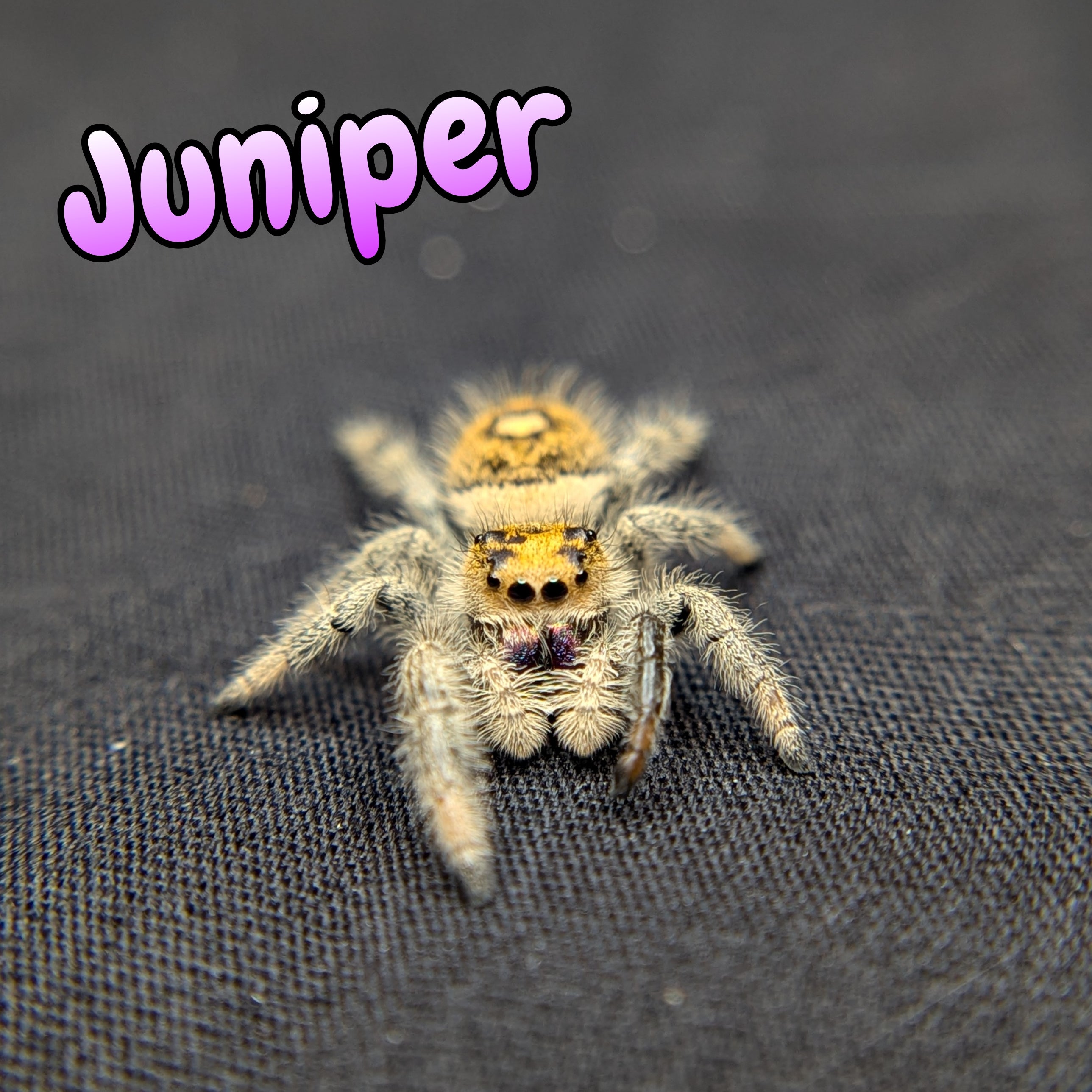 Regal Jumping Spider "Juniper"