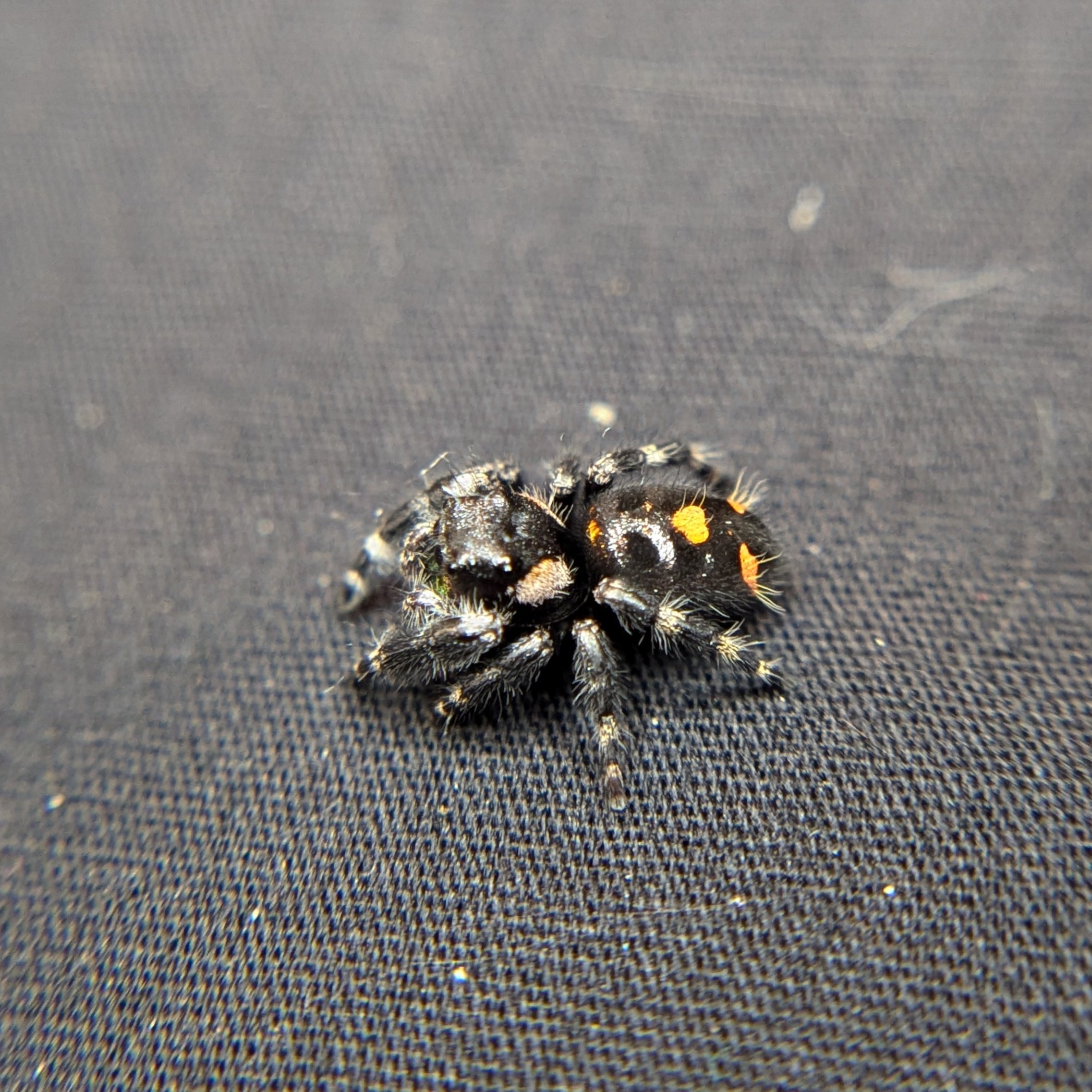 Audax Jumping Spider (Big Bend) #2