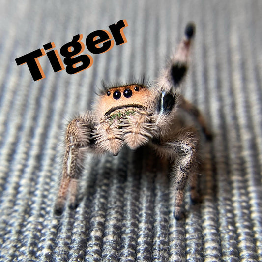 Regal Jumping Spider "Tiger" - Jumping Spiders For Sale - Spiders Source - #1 Regal Jumping Spider Store