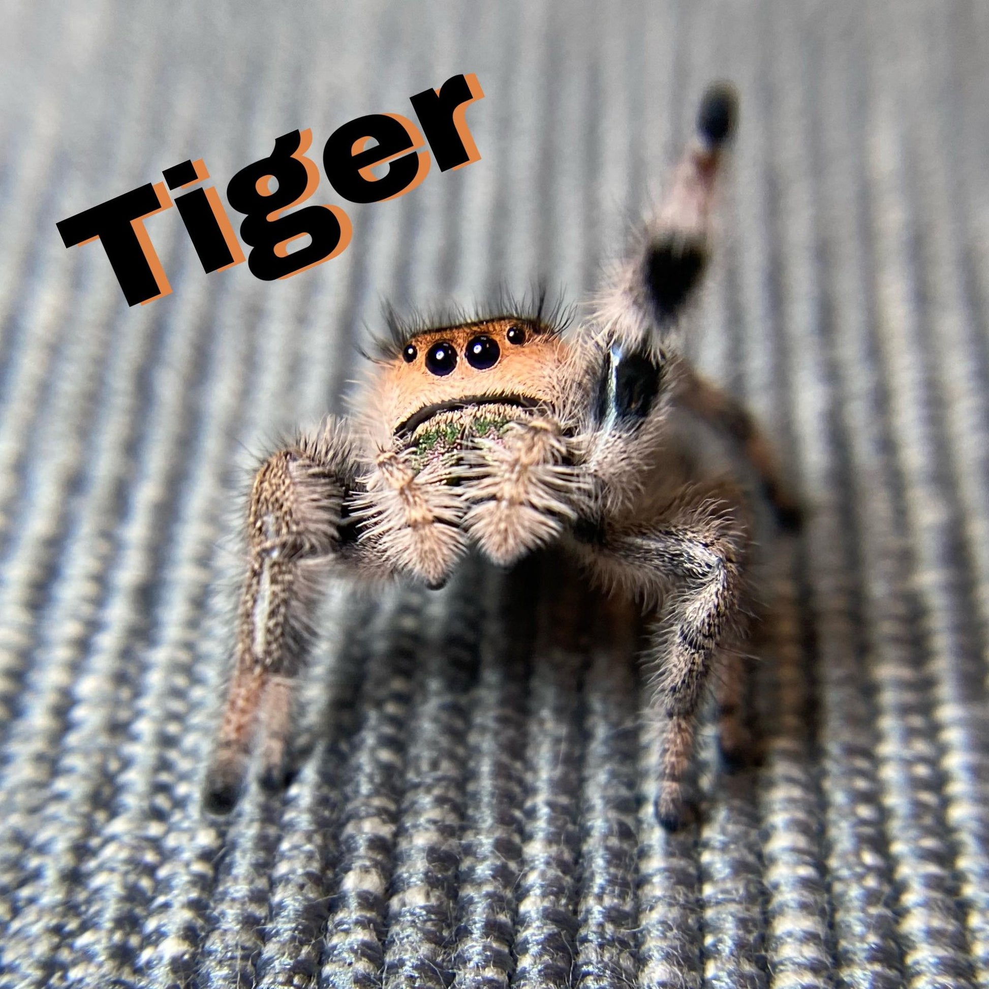 Regal Jumping Spiders