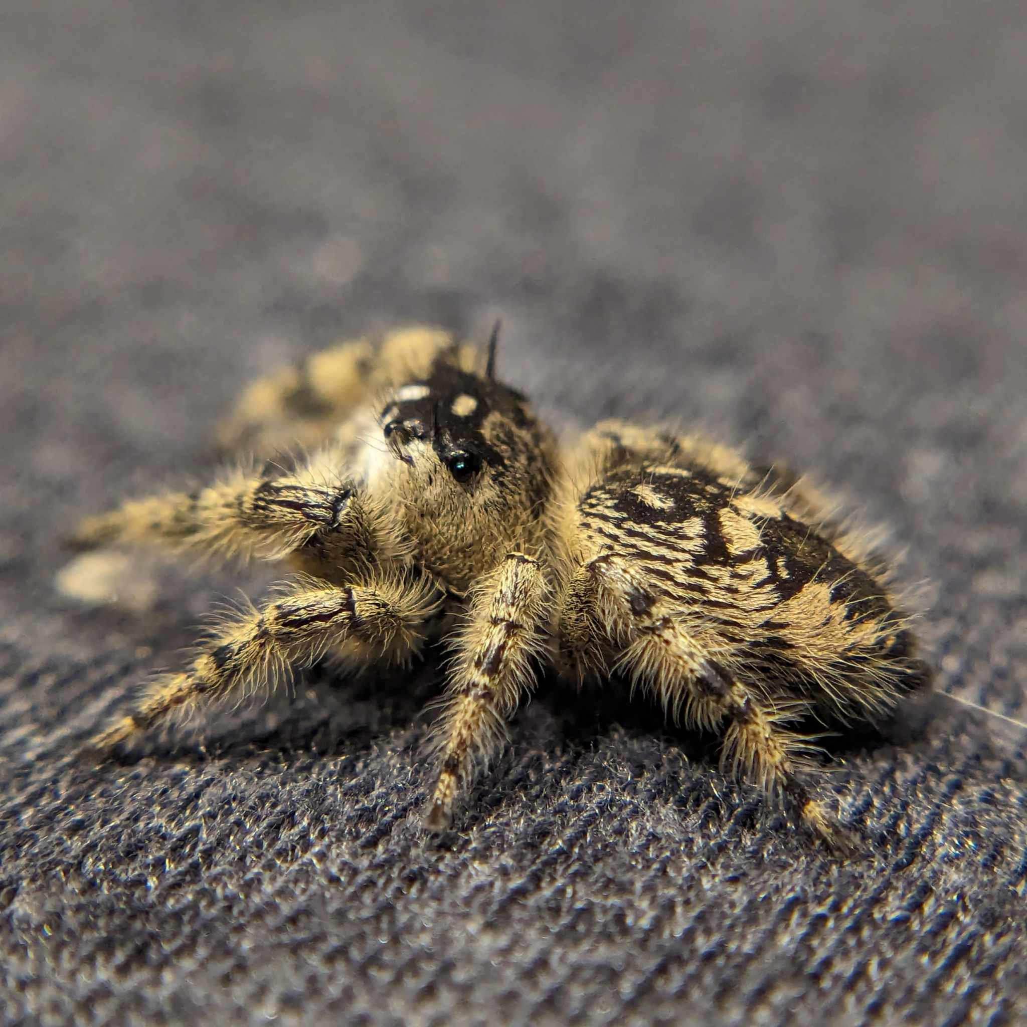 ~Auction~ White Female Otiosus Jumping Spider "Wanda"