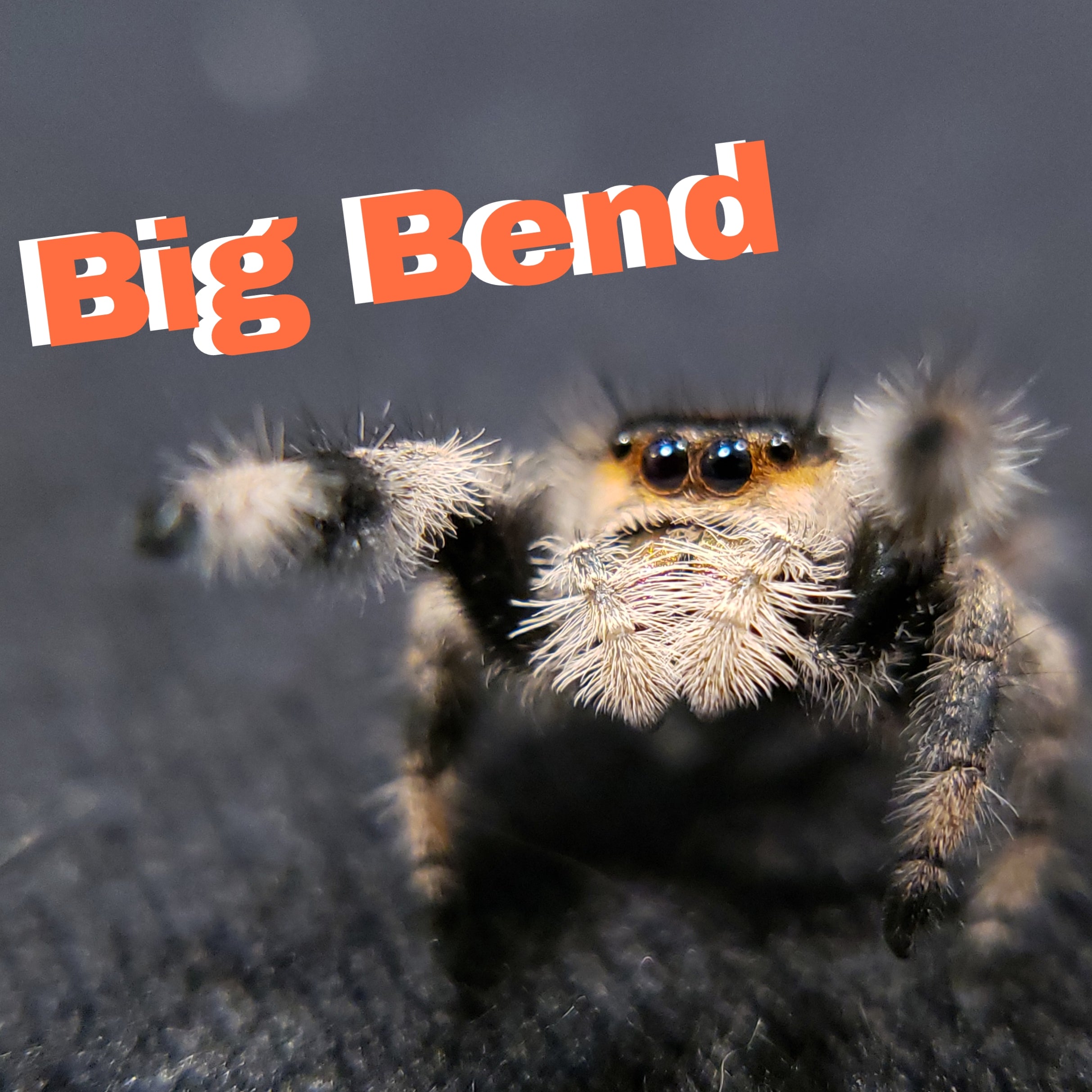 Audax Jumping Spider (Big Bend Varitation) - Jumping Spiders For Sale - Spiders Source - #1 Regal Jumping Spider Store