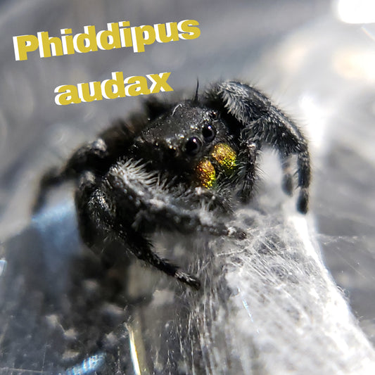 Audax Jumping Spider (Wild Variation) - Jumping Spiders For Sale - Spiders Source - #1 Regal Jumping Spider Store